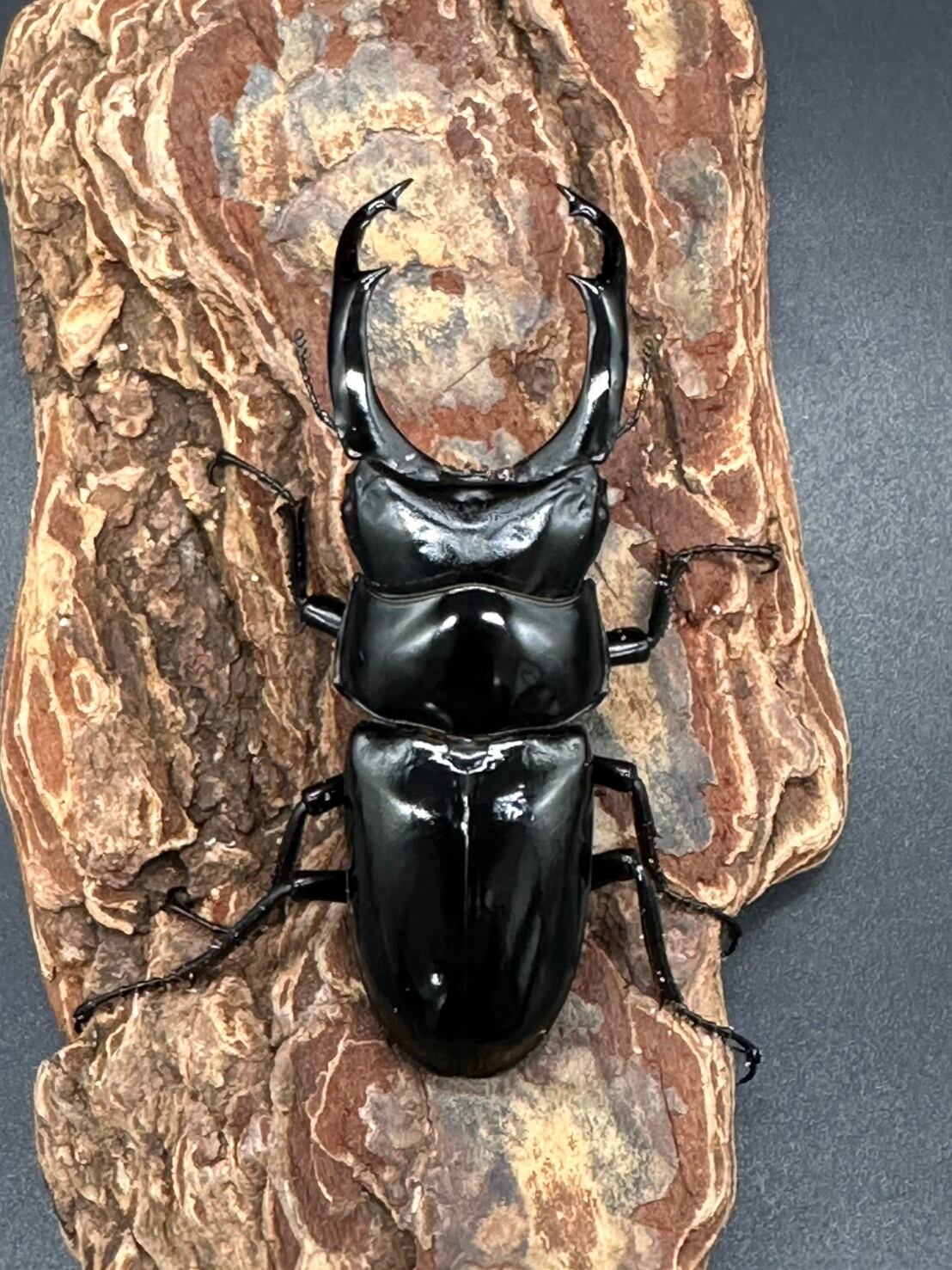 CBF1】《ネパールコクワガタ（0214） ♂70mm /♀45mmUP ペア