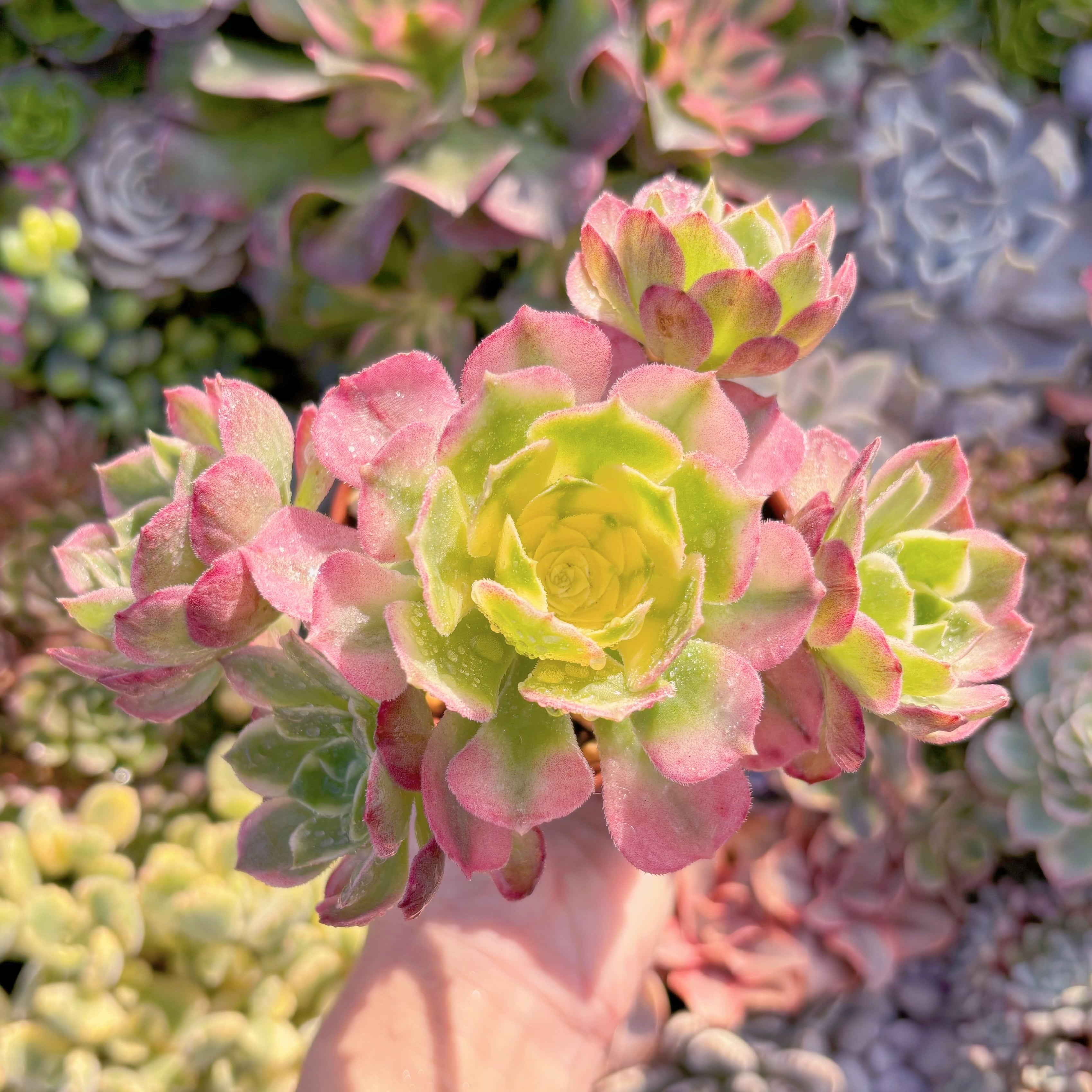 現品　玉姿#M171　群生　新入荷　るる農園