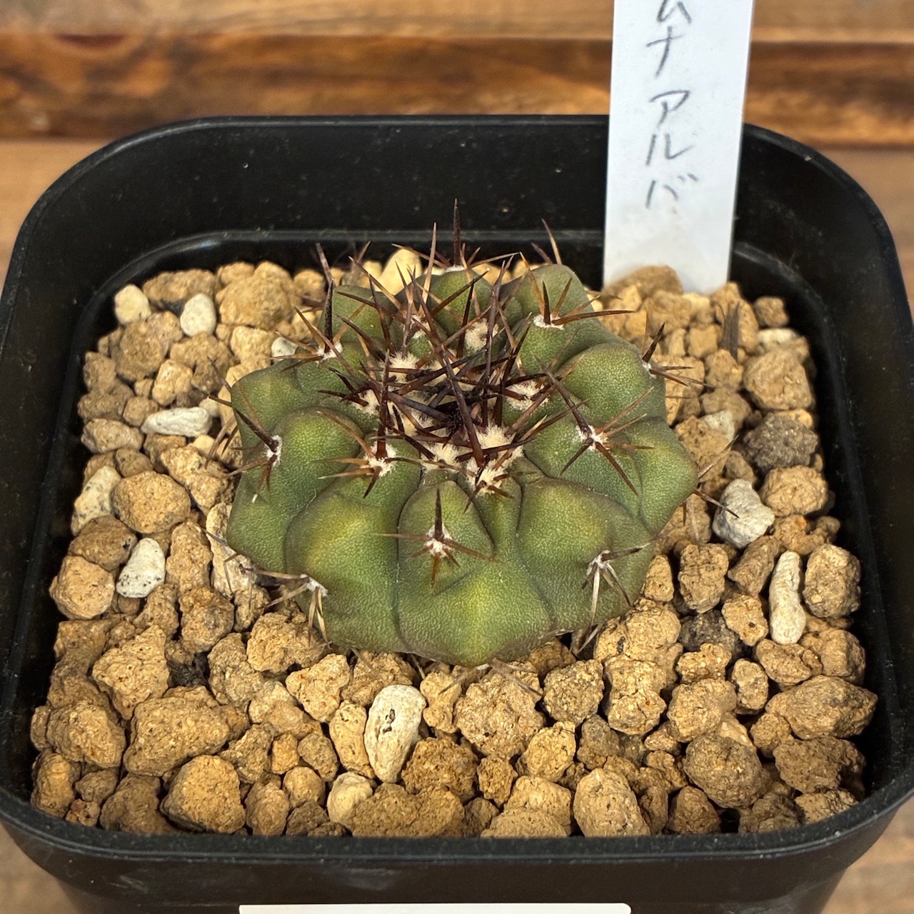【新着3日限定10%OFF】【Copiapoa】サボテン コピアポア コルムナアルバ 孤竜丸 実生【924】