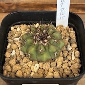 【新着3日限定10%OFF】【Copiapoa】サボテン コピアポア コルムナアルバ 孤竜丸 実生【924】