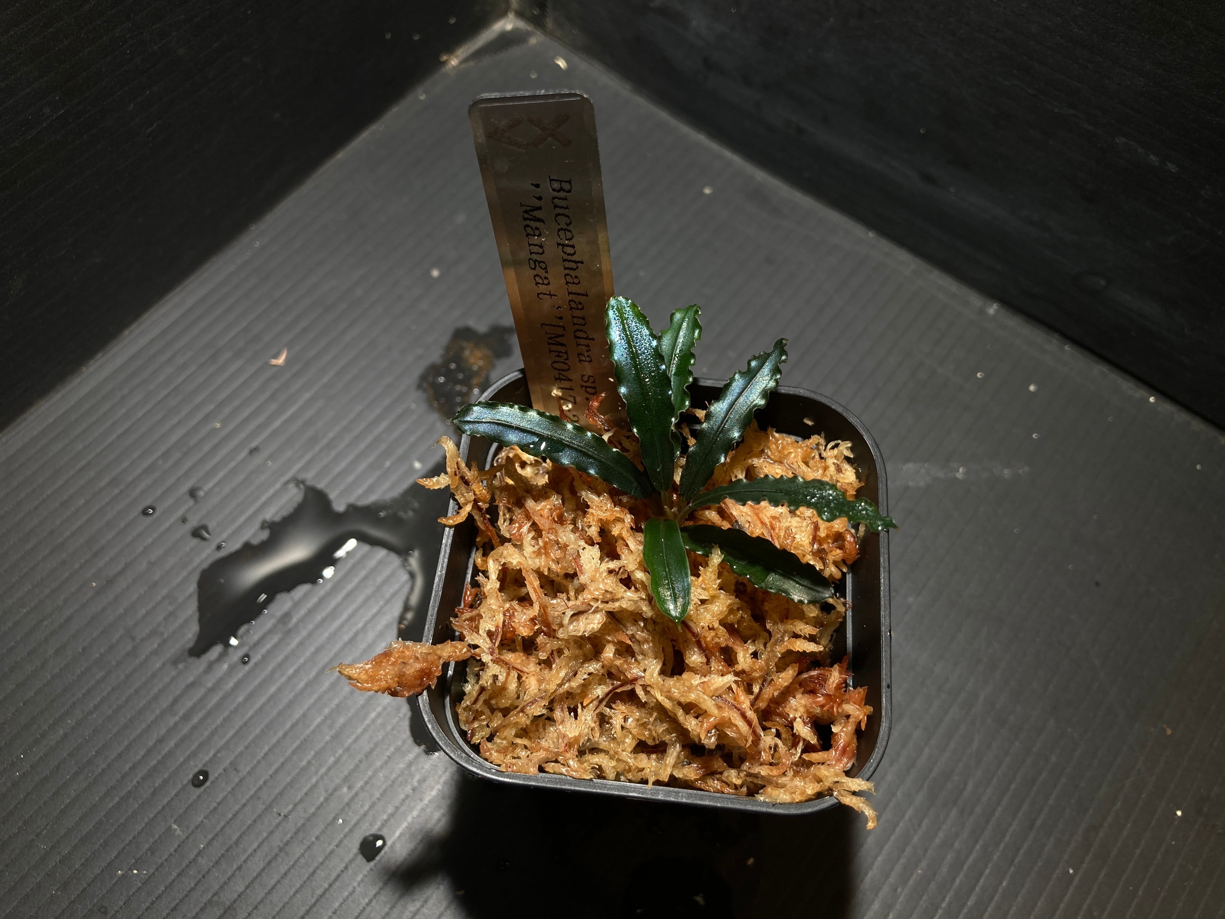 ブセファランドラ | AquaFocus