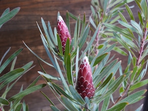 【現物】プロテア　”エクリプス”　