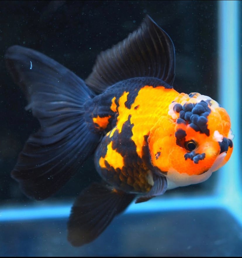 トリカラーオランダ | アクアショップあんじゅ