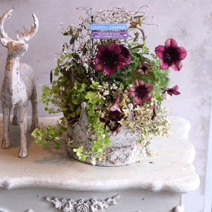 寄せ植え　ペチュニアレイシャドーのクラウンカップ｜届いてすぐ飾れる完成品｜玄関にオススメ｜新築・開店祝いギフト｜モンディマンシェ