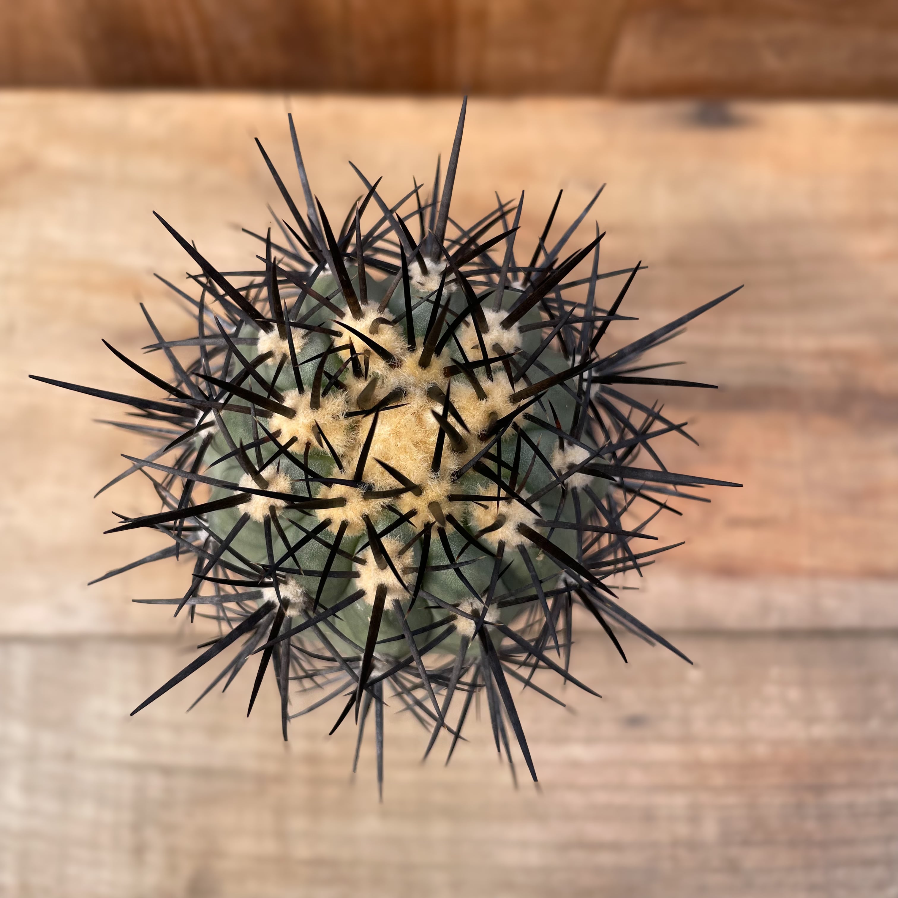 Copiapoa calderana【コピアポア・カルデラナ・実生】 | Pay ID