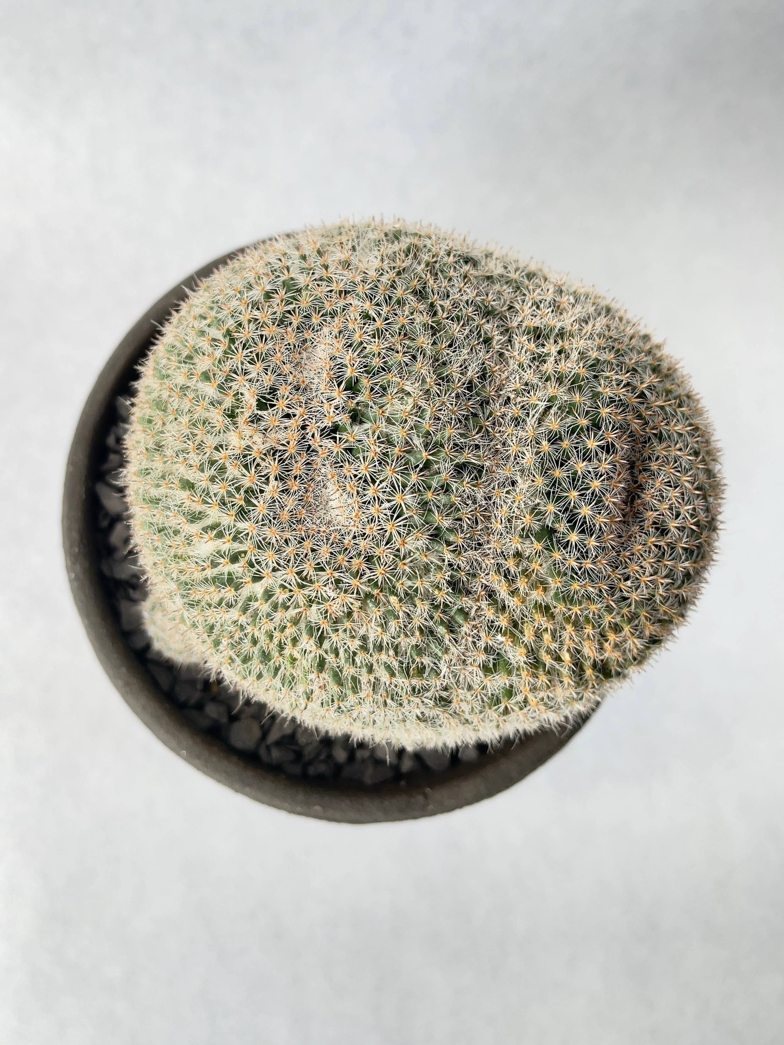 マミラリア・大福丸 | trigger