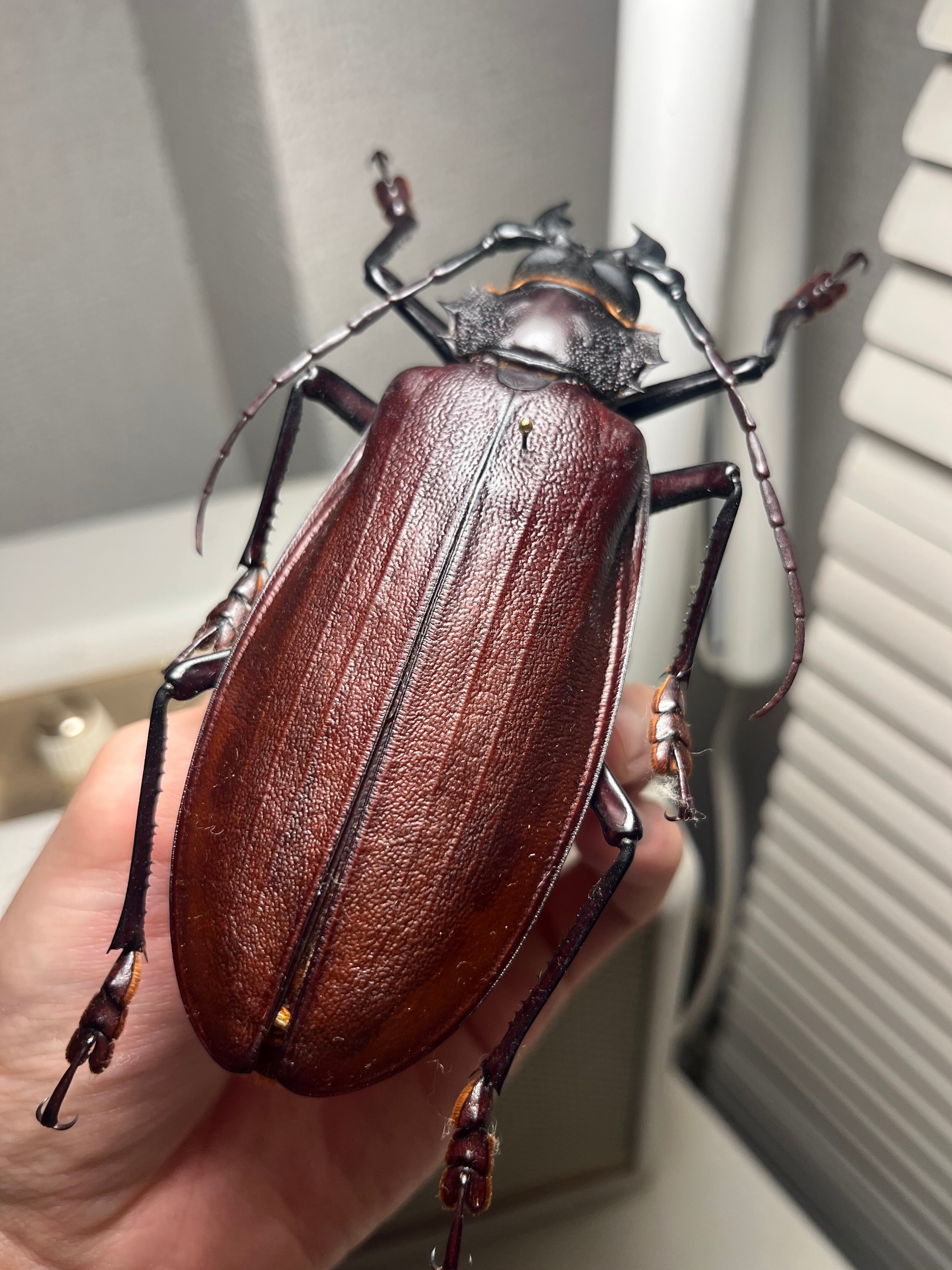 121mm】タイタンオオウスバカミキリ カブトムシクワガタハナムグリ