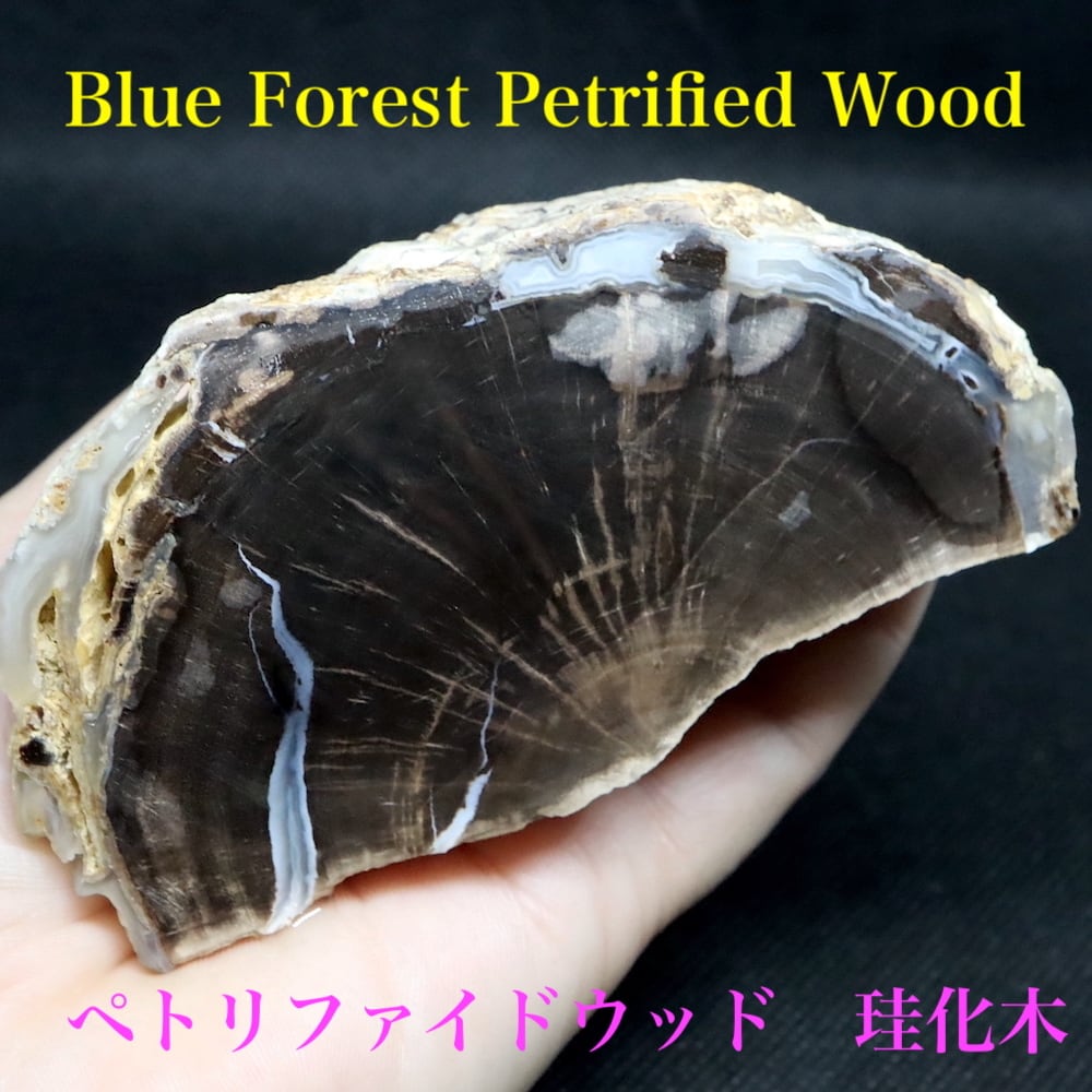 ☆珪化木【木の化石】 ペトリファイドウッド パワーストーン 希少 レア