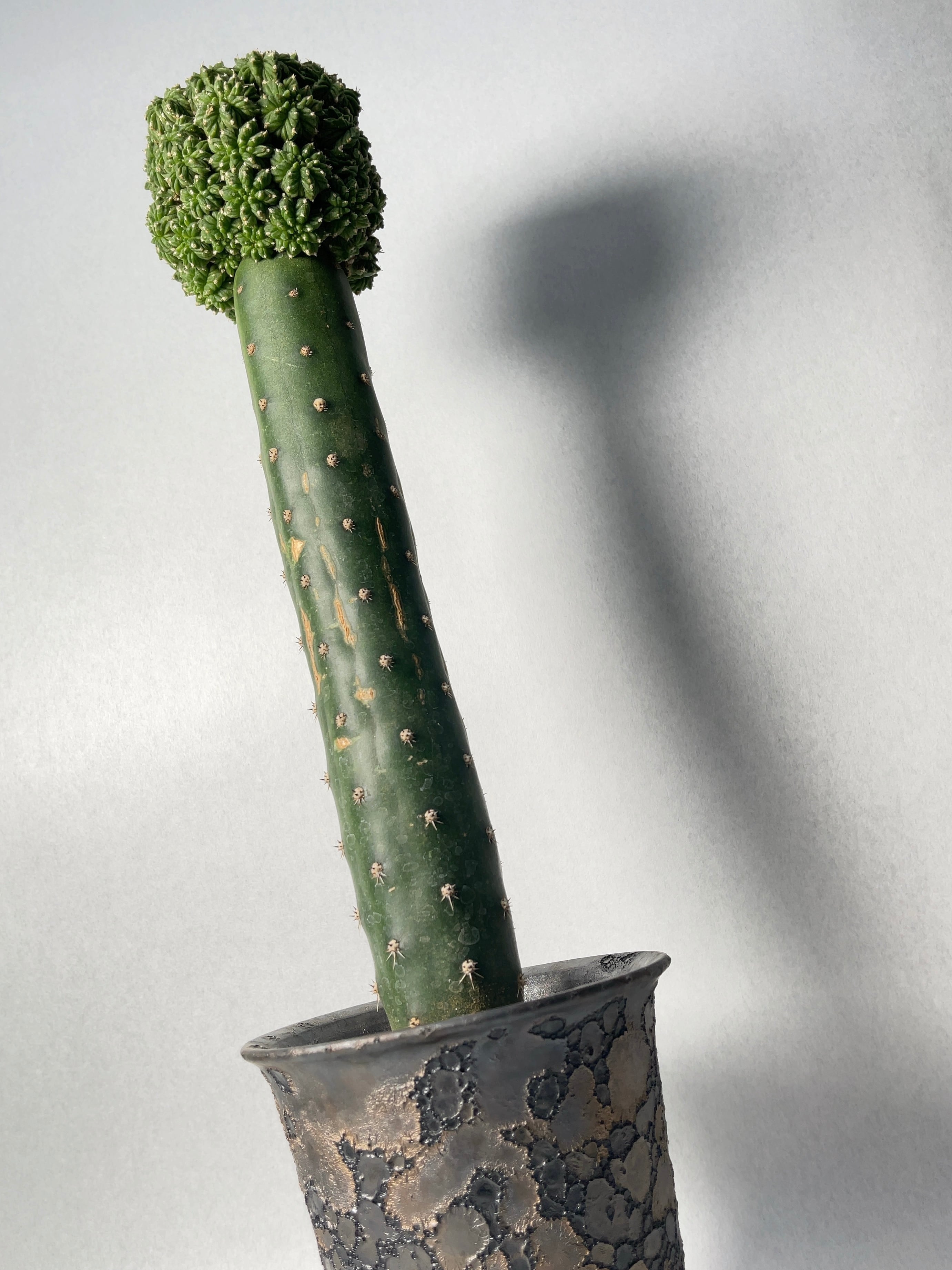 コミフォラ ボラネンシス 発根済 灌木 中川智治