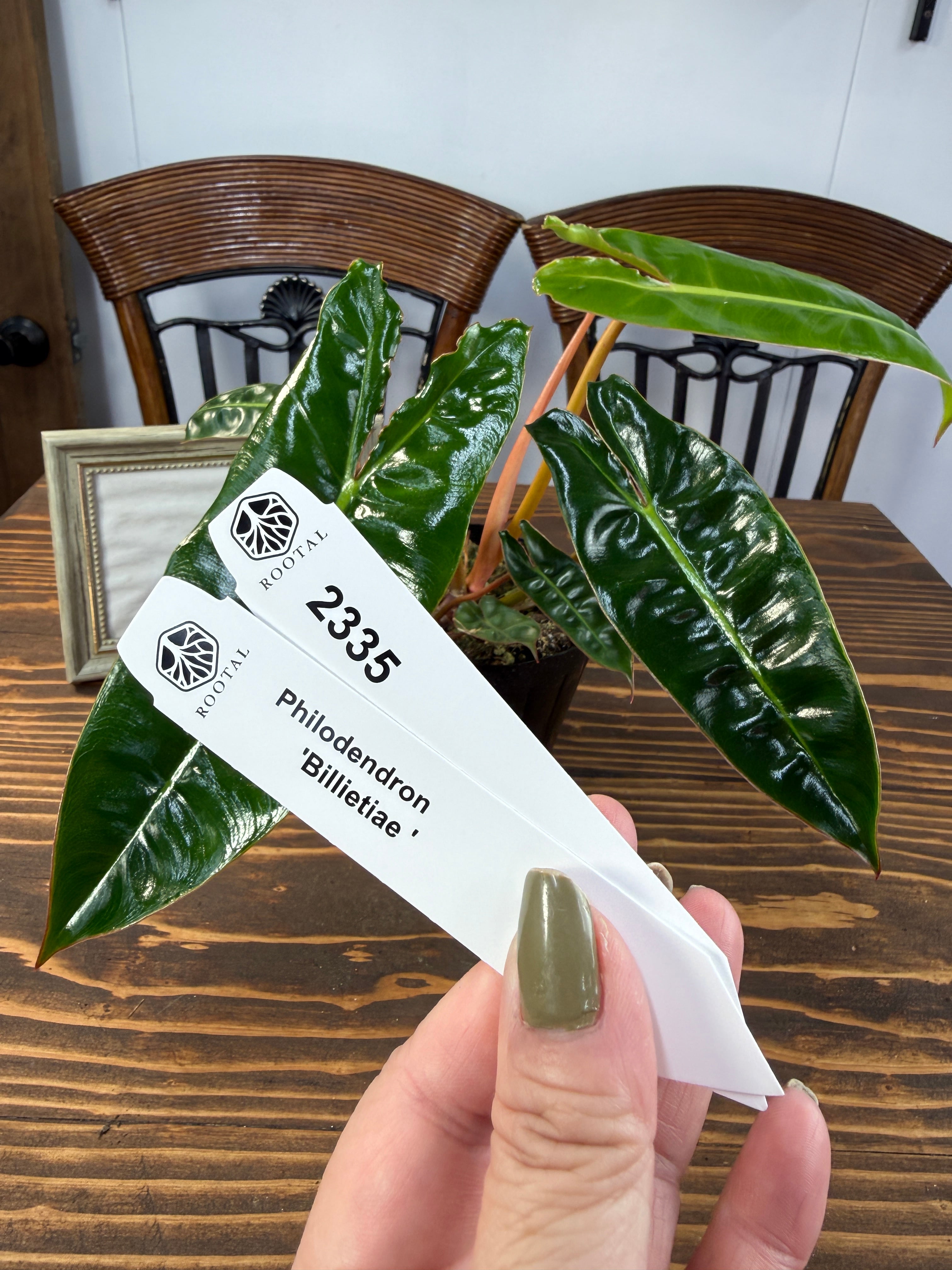 フィロデンドロン | ROOTALPLANTS