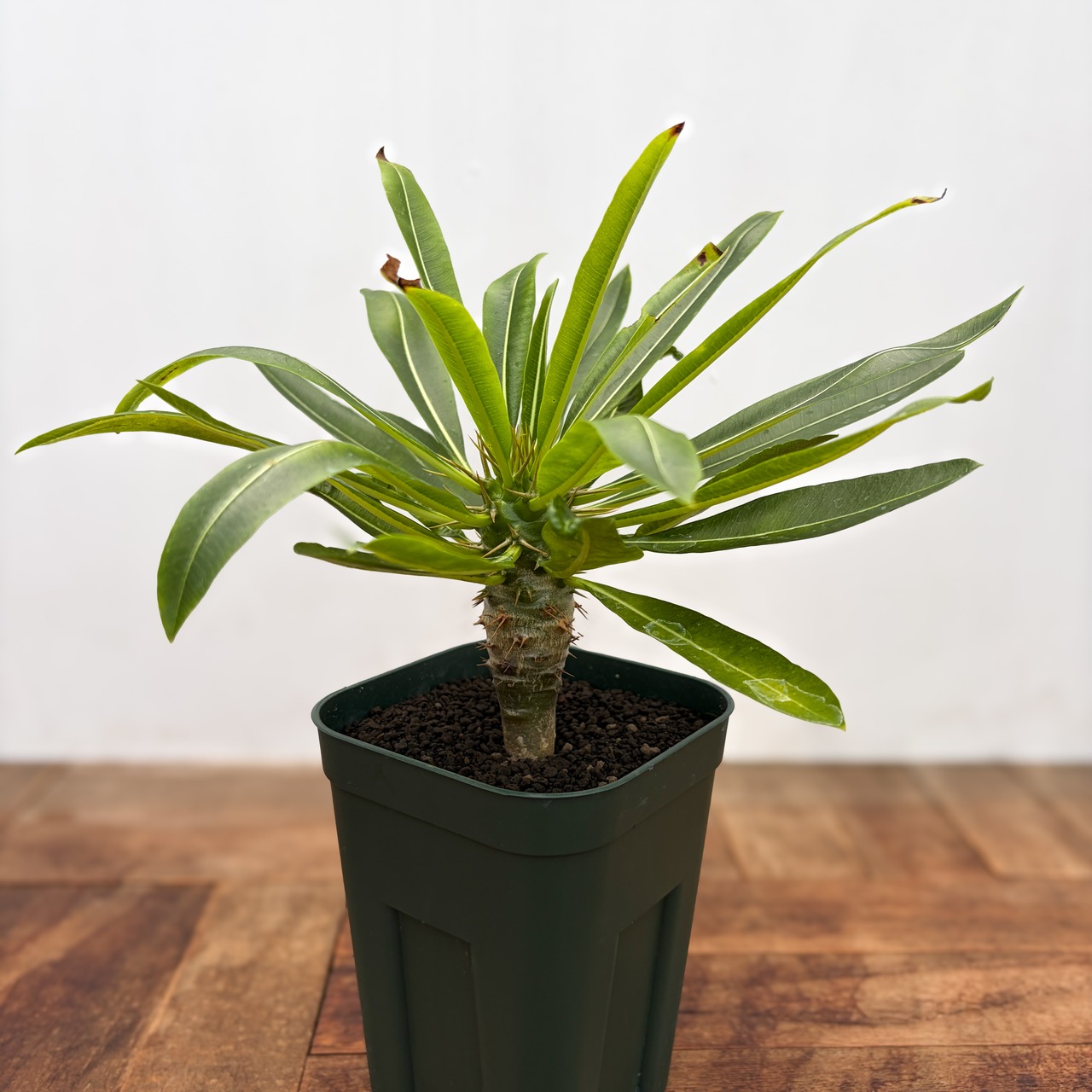 Pachypodium menabeum【パキポディウム・メナベウム】