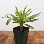 Pachypodium menabeum【パキポディウム・メナベウム】