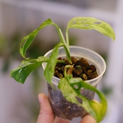 Monstera adansonii Mottled / モンステラ アダンソニー ミント㉝ / 観葉植物