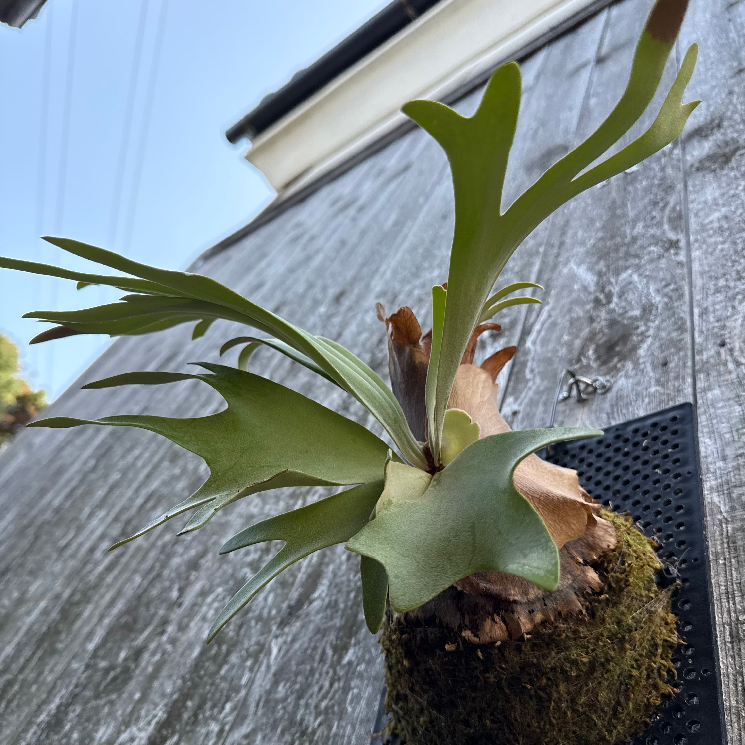 P. willinckii cv. Aplus sporelings select | naturefix