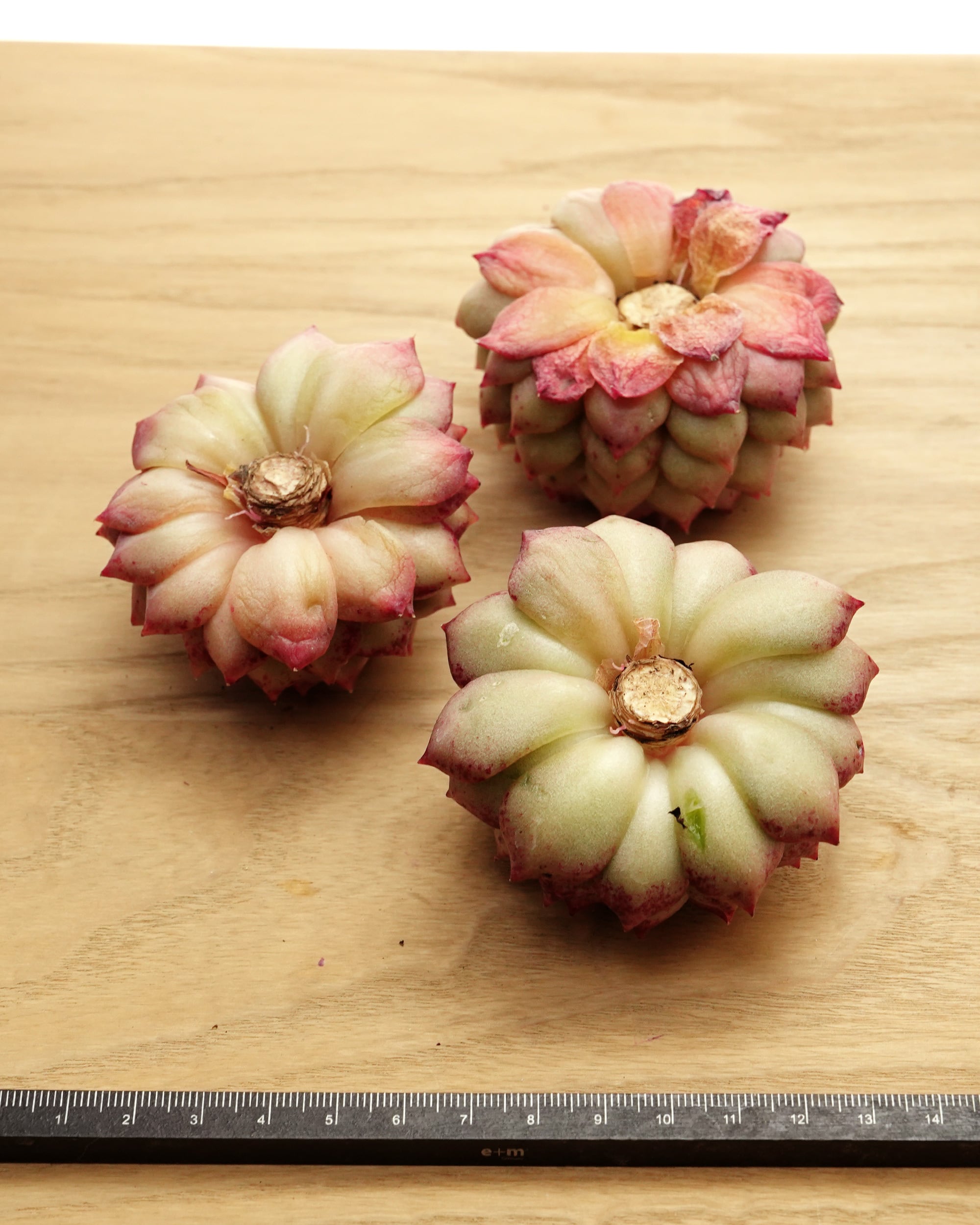カット苗 コロロ Echeveria 'Cororo' | PUKUBOOK SUCCULENTS