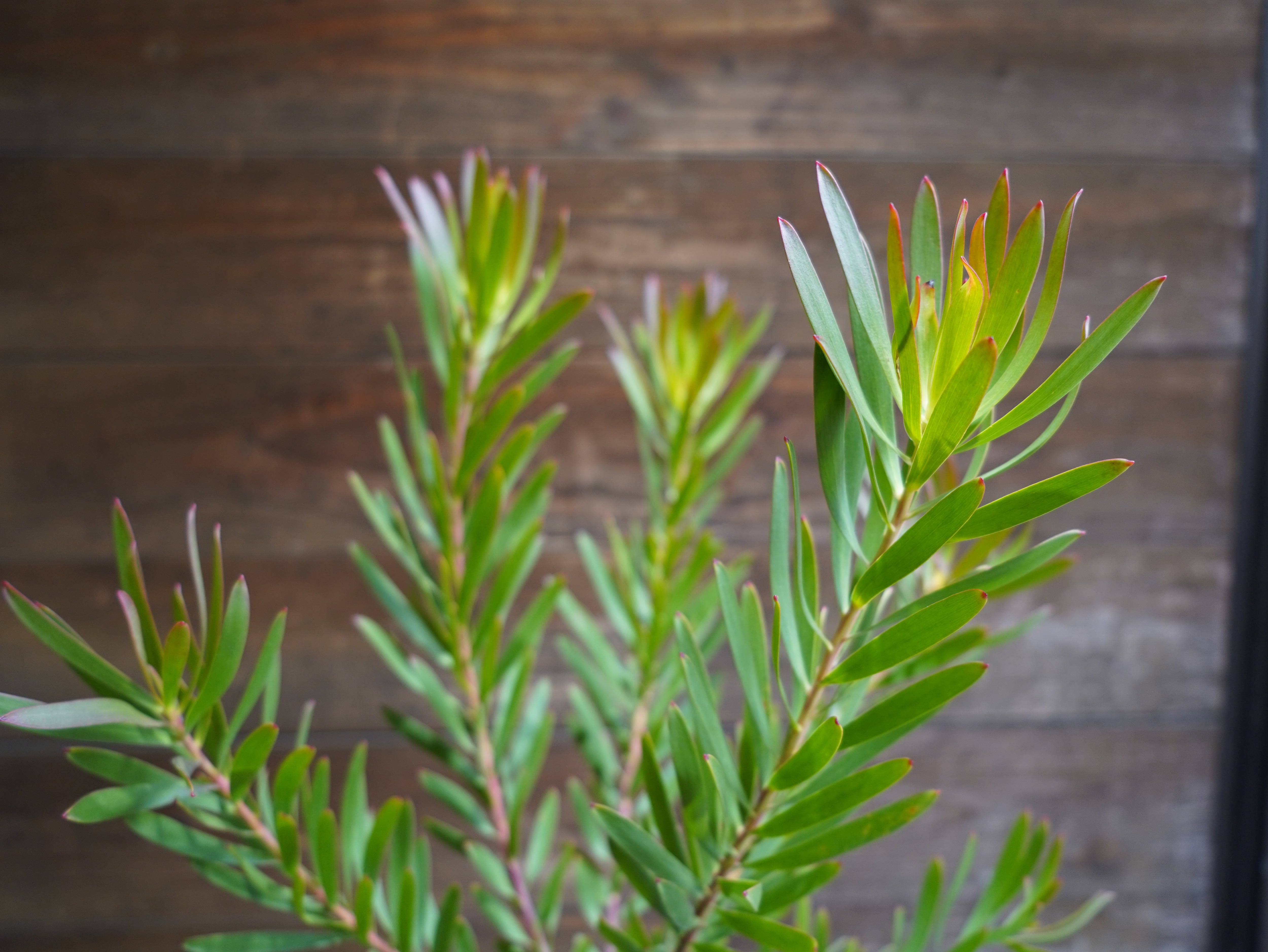 【現物】リューカデンドロン ”Inca Gold”