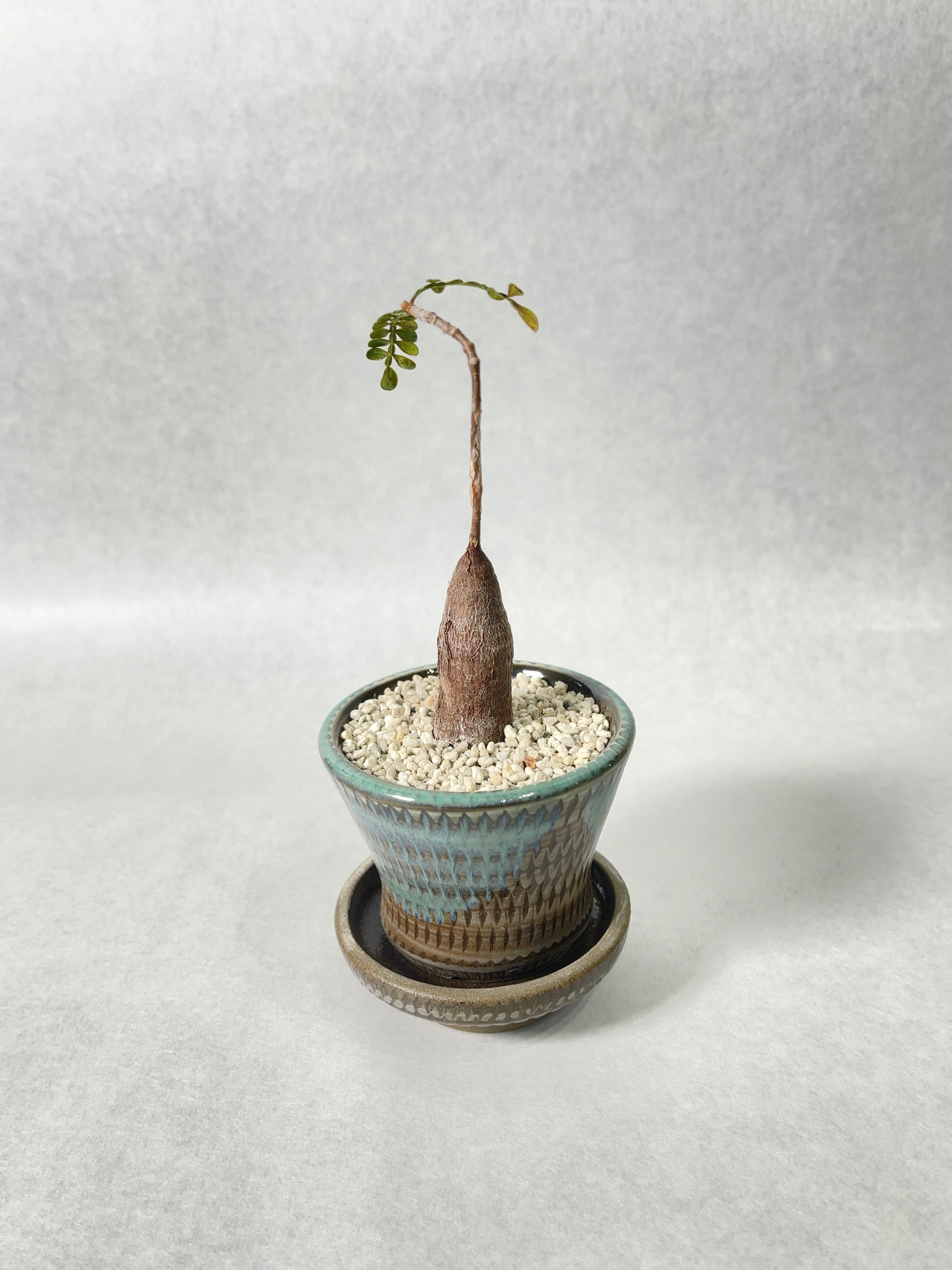 S*y様 パキプス オペルクリカリア・パキプス | trigger