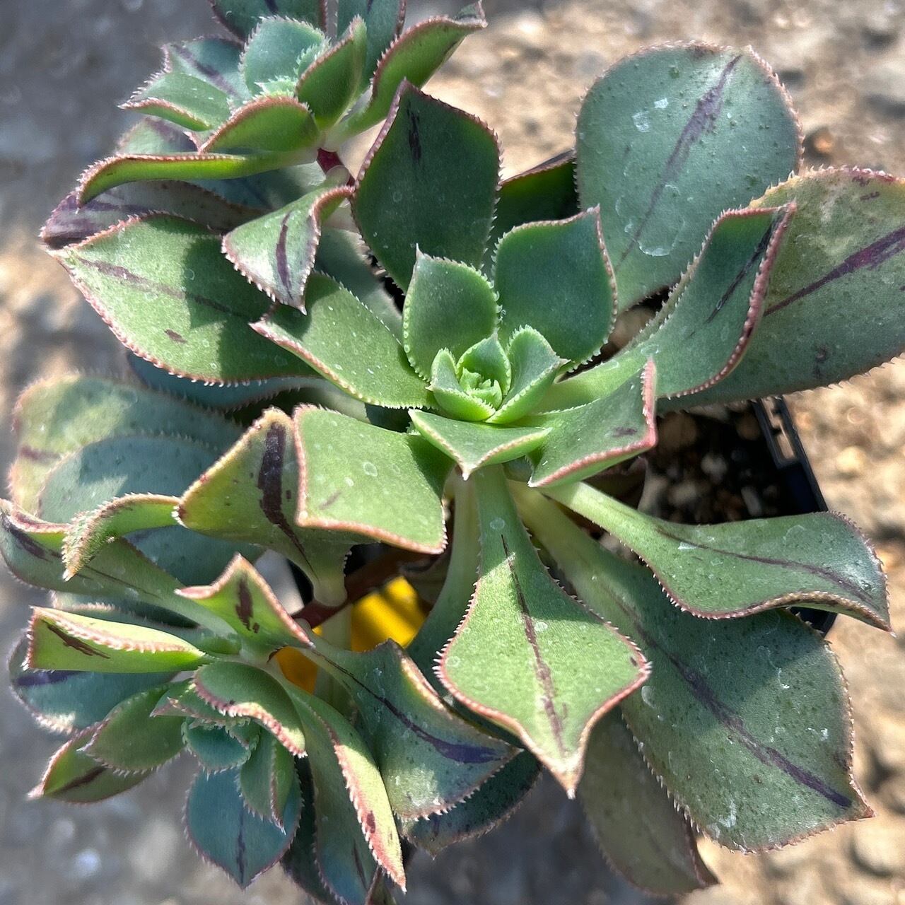 マスカエンセ アエオニウム | RuPo 多肉植物専門店