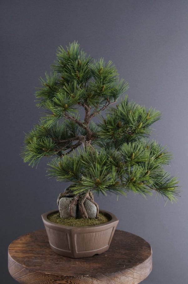 盆栽松 石づき Pinetree Bonsai #4 | Oh! BONSAI