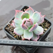 抜き苗 カシオ チビ苗 Echeveria 'Cacio'