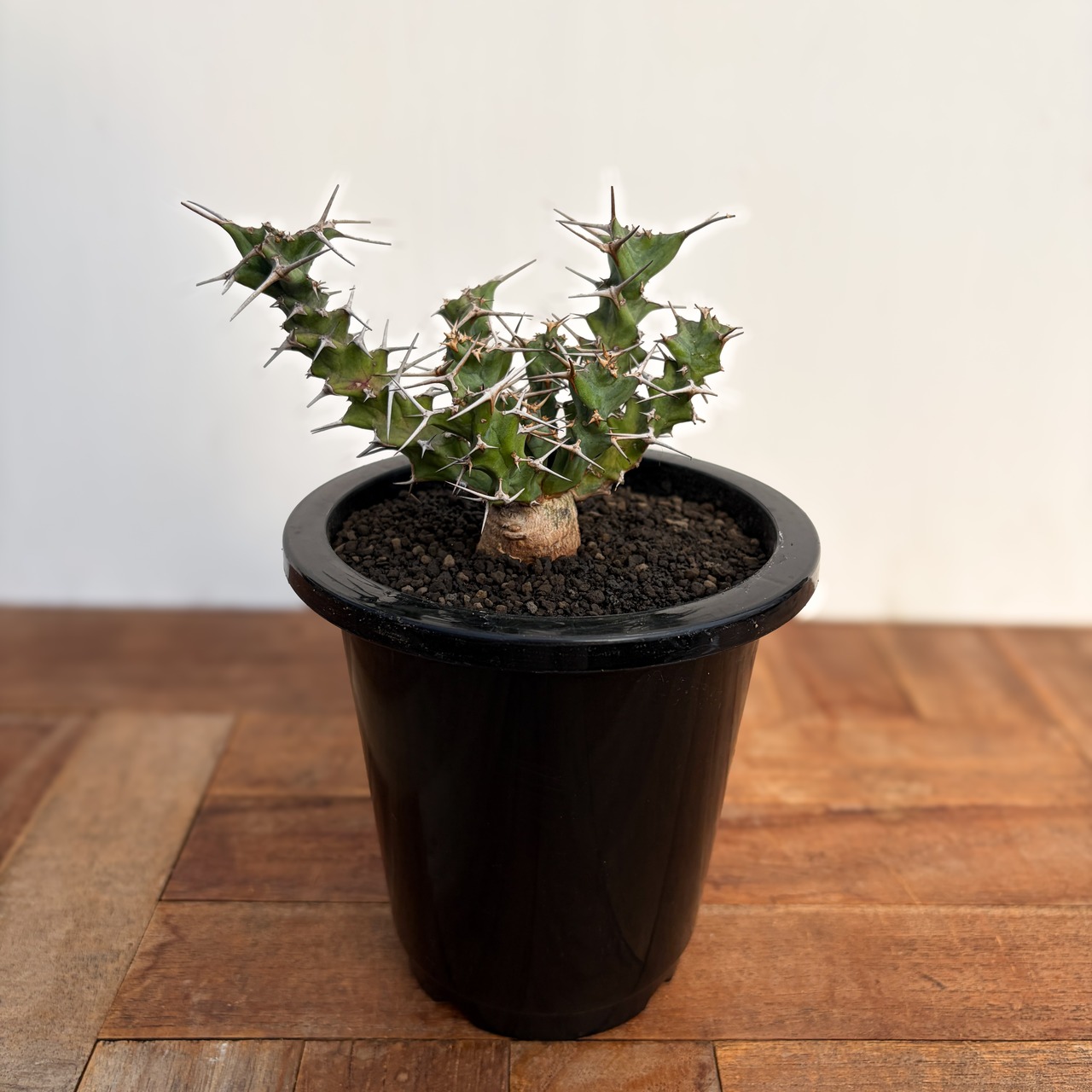 Euphorbia clavigera【ユーフォルビア・クラビゲラ・実生】