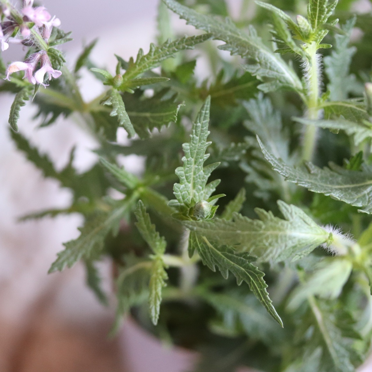 mondimanche サルビア　フェザーズ　フラミンゴ｜ピンクのお花　栄養系　宿根草　新種で寄せ植えや花壇にオススメ　