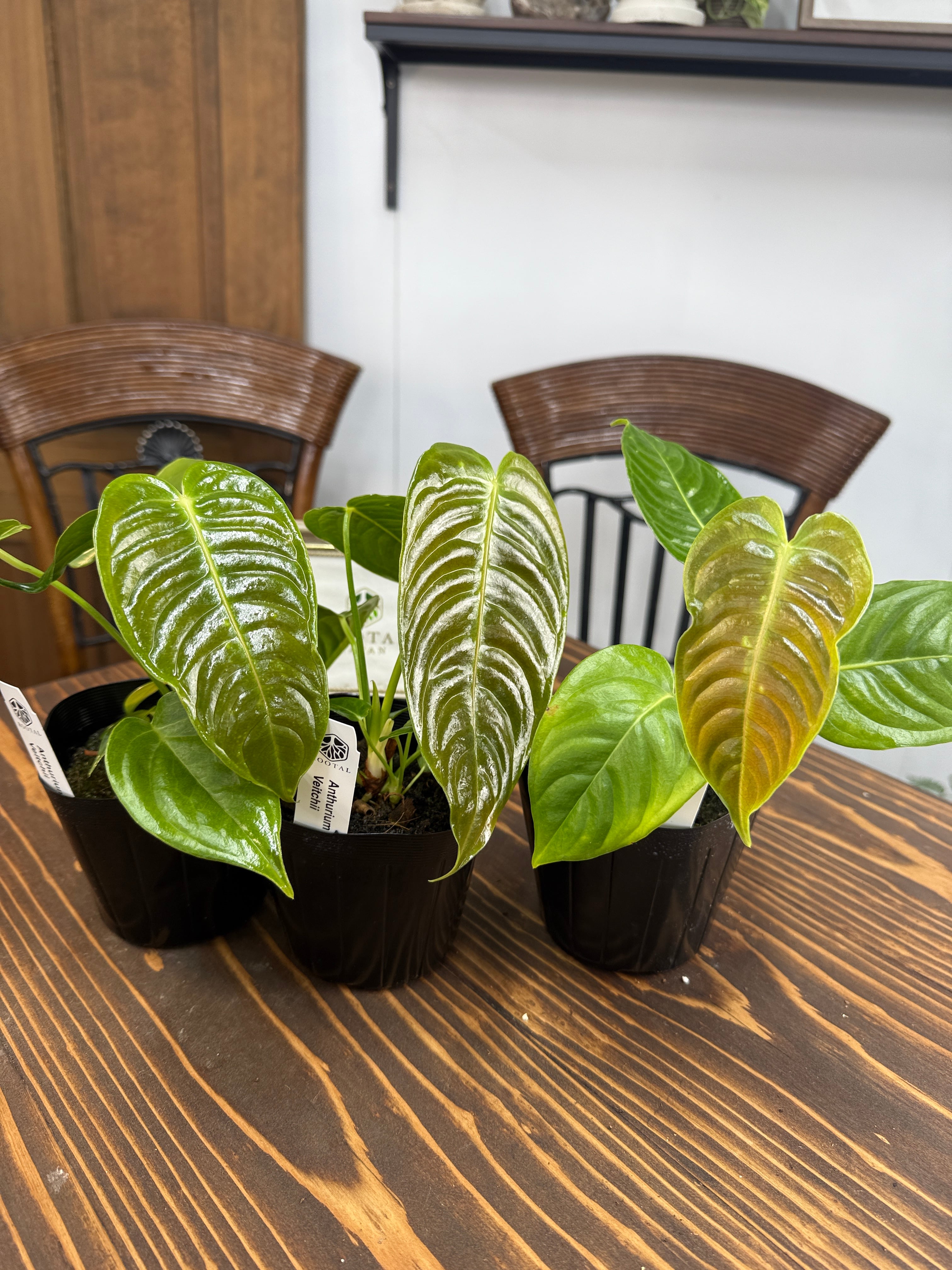 アンスリウムコンプリート アンスリウム | ROOTALPLANTS