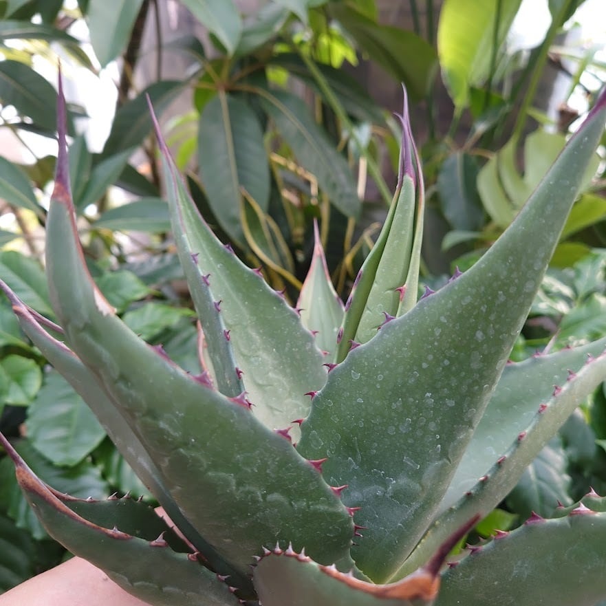 アガベ ジェントリー ジョーズ　Agave gentryi ‘Jaws’