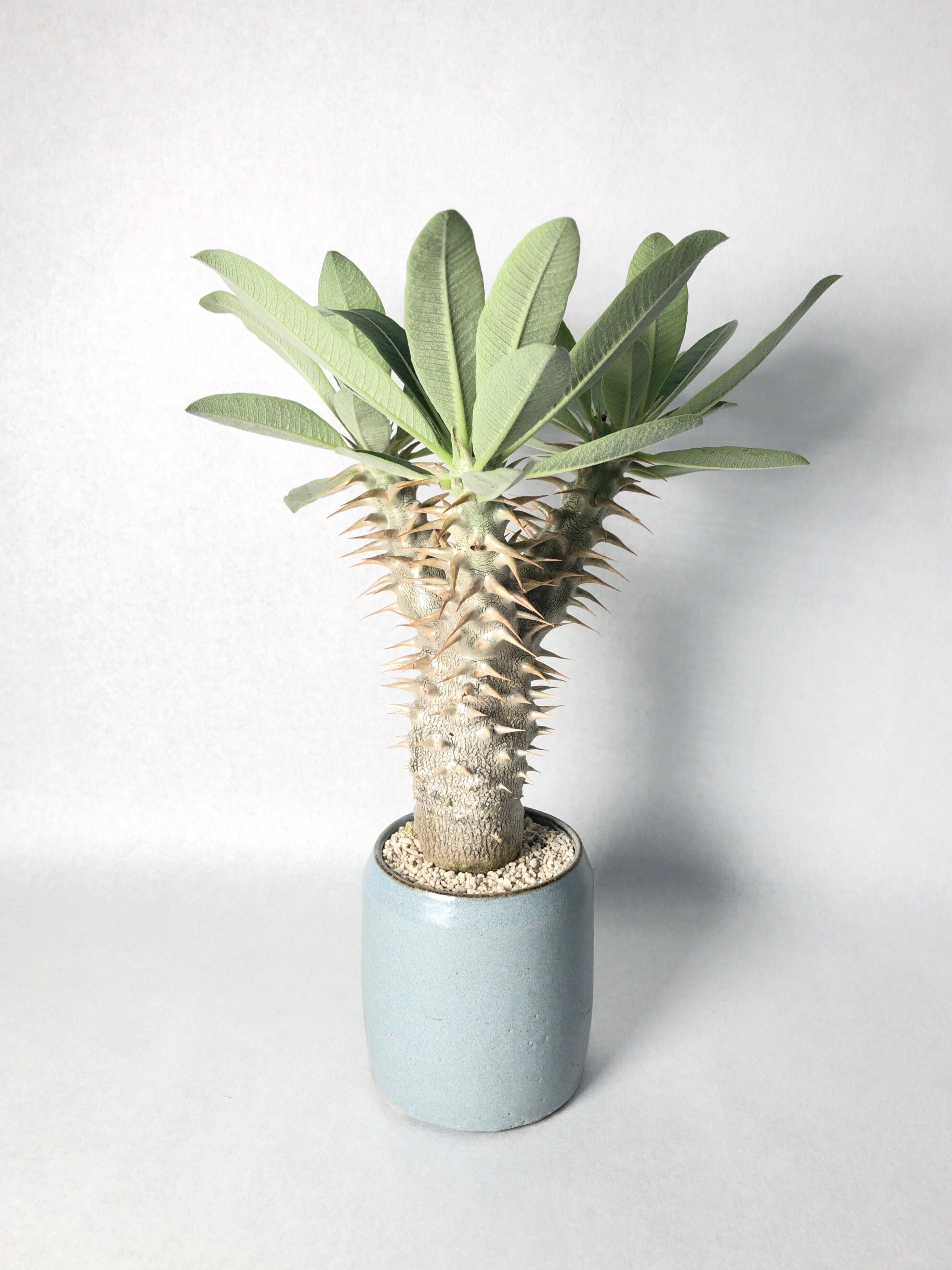 親株‼ 伝市鉢付き！！️ パキポディウムデンシフローラム シバの女王の玉櫛 03e6db1d2d5c58cbba294fb2842ffc