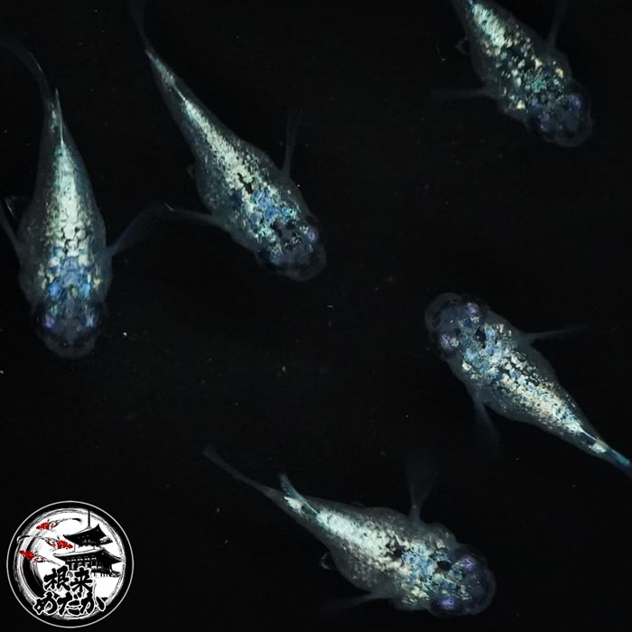 〖1ペア〗ネプチューンダルマ メダカ 成魚｜青ラメ ダルマ体型 改良メダカ