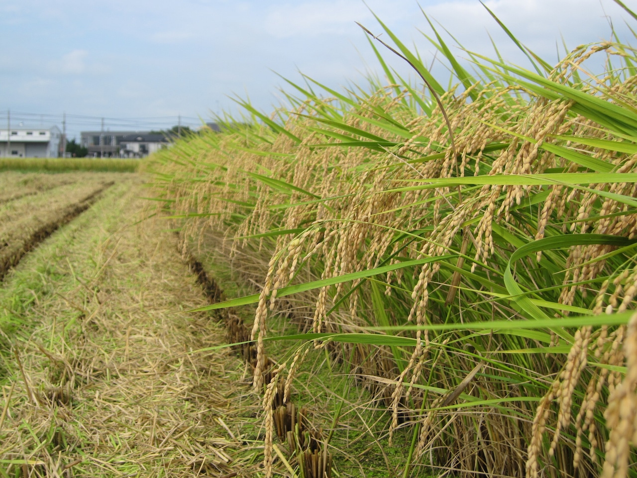 【埼玉県】地域ブランド米”北川辺こしひかり” 5kg＜新米＞　