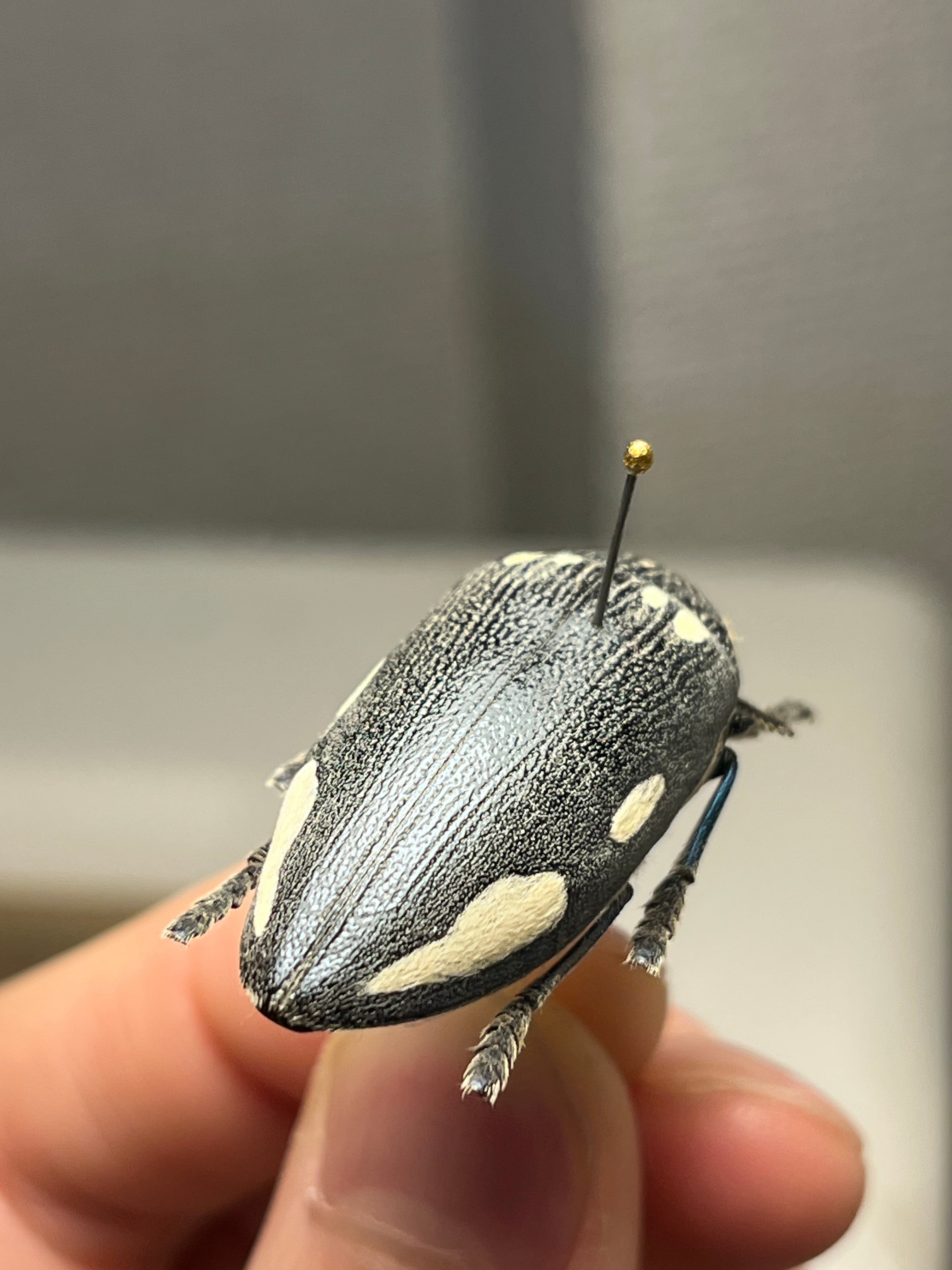 34mm】タテオビフトタマムシ giant jewel beetle 昆虫標本