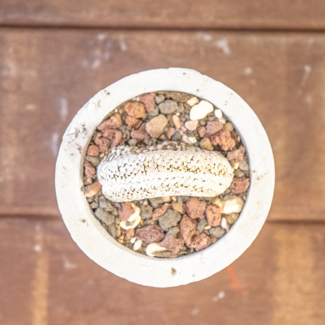 バラ丸・綴化｜じゅうたんのような表面質感を楽しめるコレクション株【オリジナルモルタル鉢仕立て】