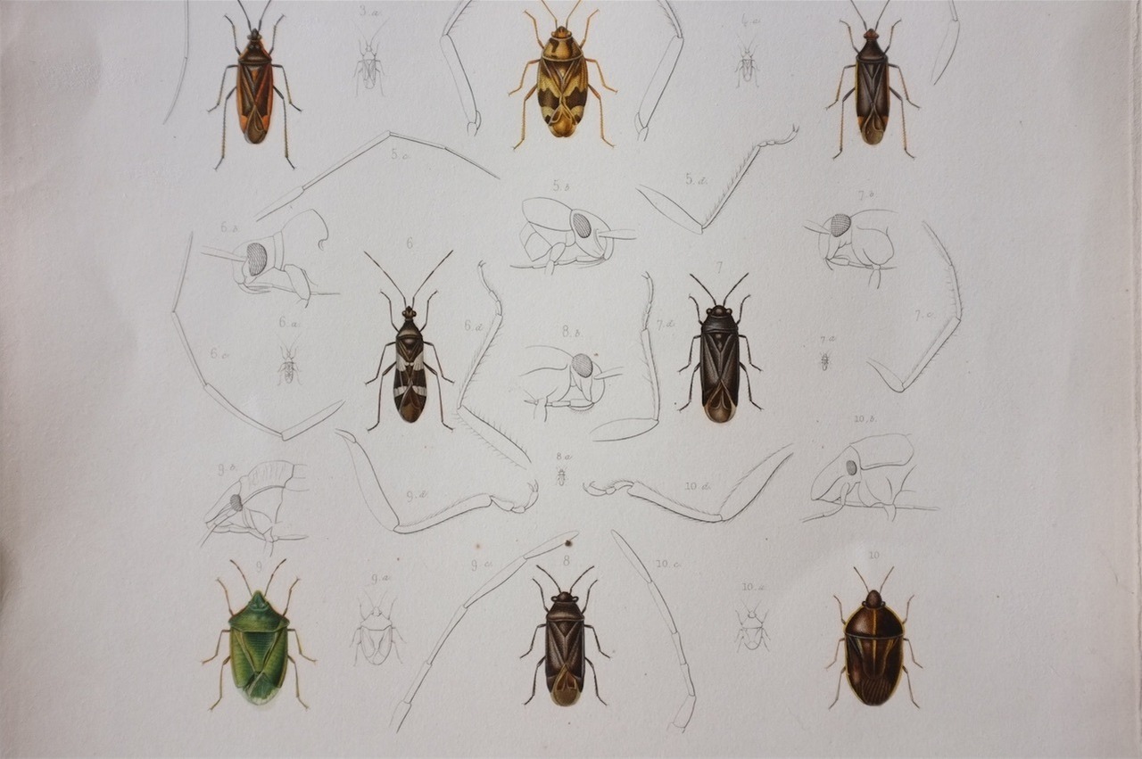 1840s exploration scientifique de l'Alg?rie  37cm 虫の彩色図版d