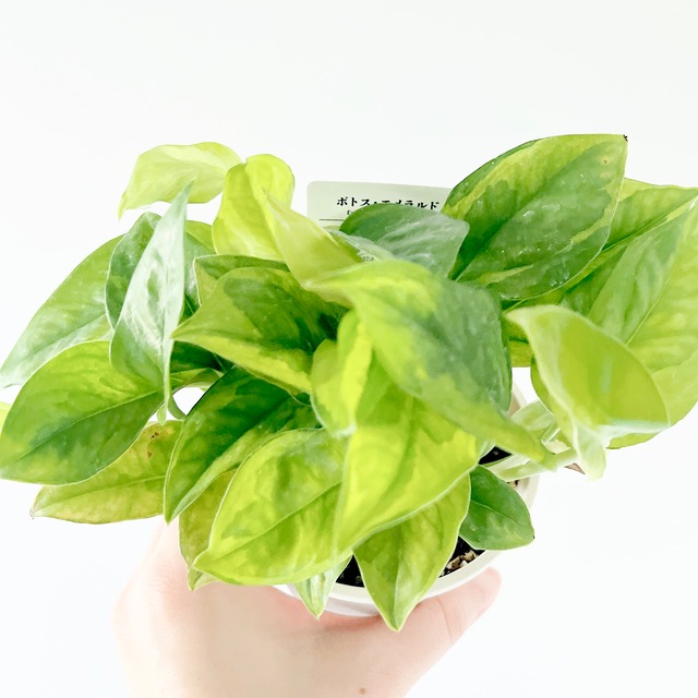 《希少》ポトス エメラルド 登録品種 Sサイズ 観葉植物 calm cafe