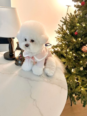 即納【chouchou&chourr】SAILOR WARMER KNIT (pink)