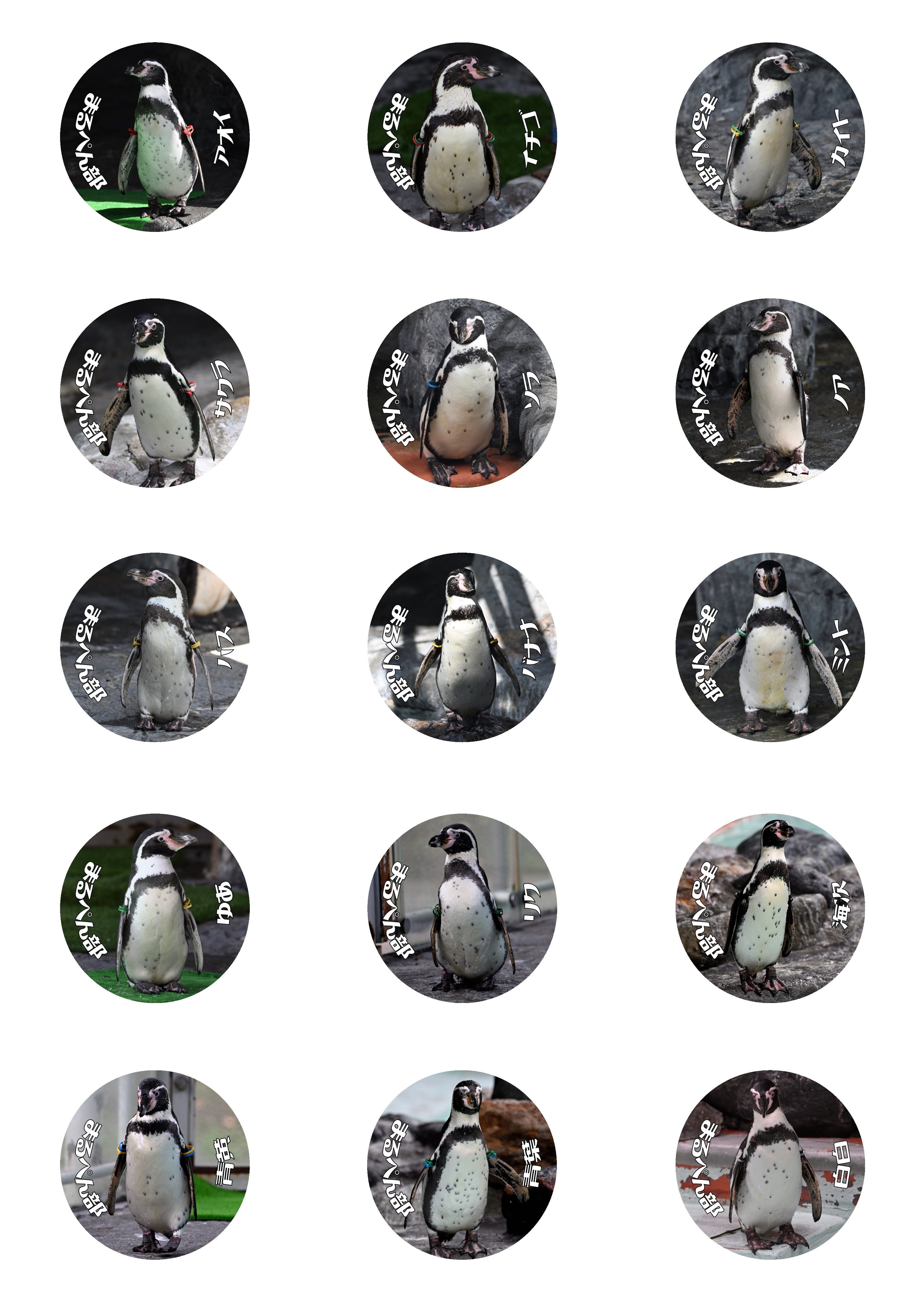 Maruyama Penguin Club- 缶バッジ 全15種(全部セット) | 動物園写真家