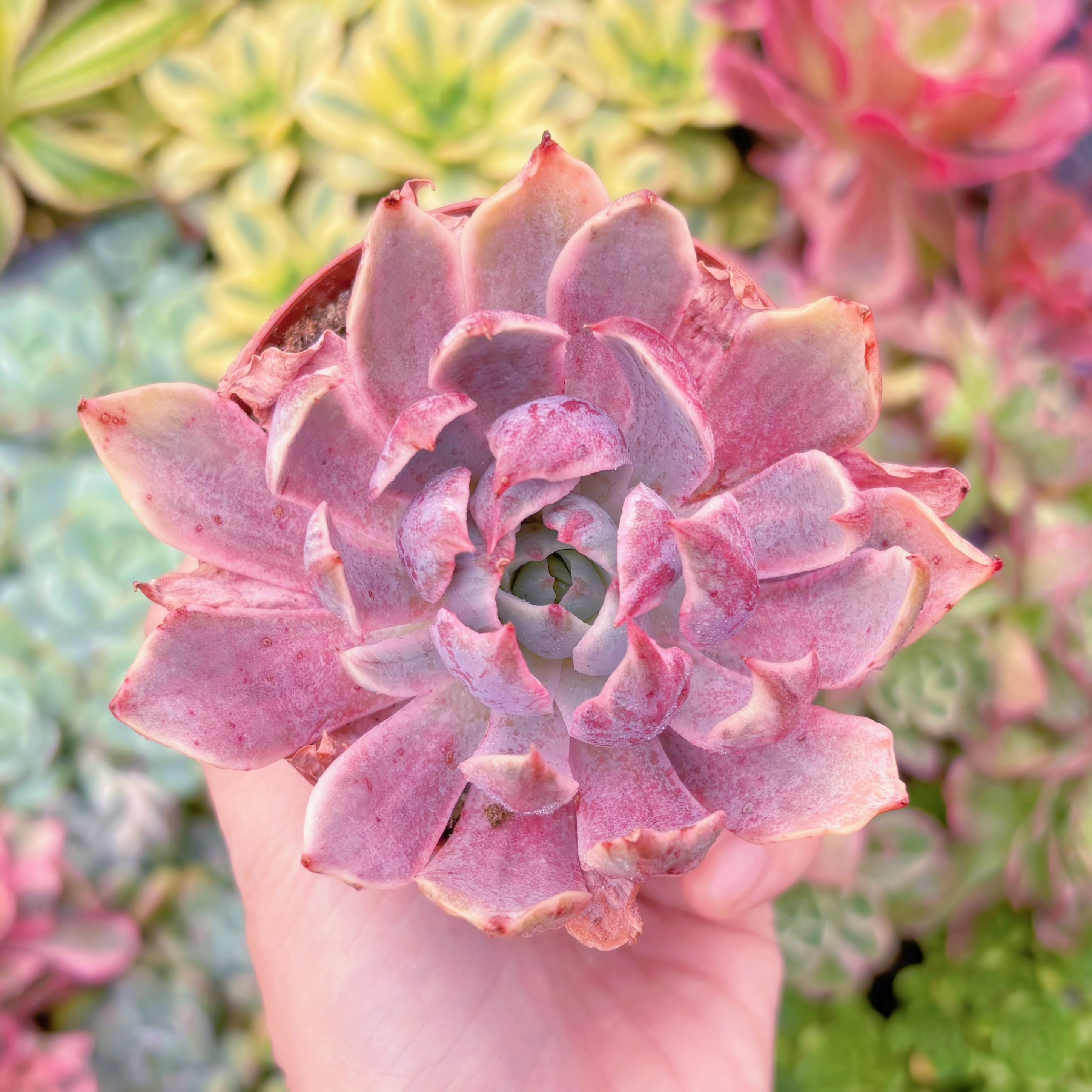 現品　ヘラ錦#A040　新入荷　るる農園