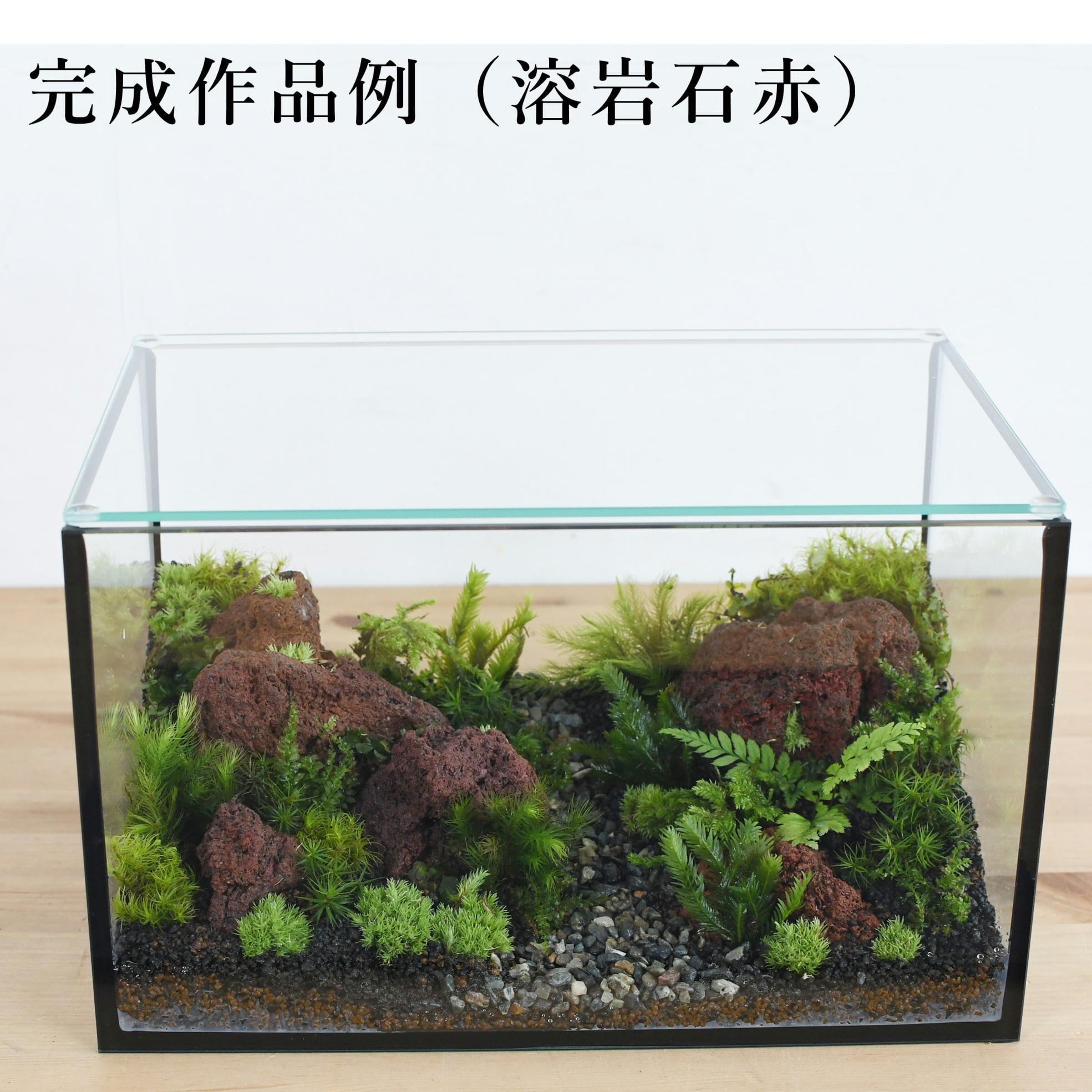 苔の森が作れる 25cm水槽で作る苔テラリウム作製キット 選べる２タイプ 動画解説付き 苔テラリウム専門ショップ道草