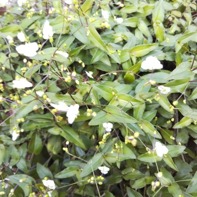 ブライダルベール10 5cmポット苗 Hanazukin 花ずきん 農家直送の花苗 シンビジュームの花束 ブライダルベール10 5cmポット苗 Hanazukin 花ずきん 農家直送の花苗 シンビジュームの花束