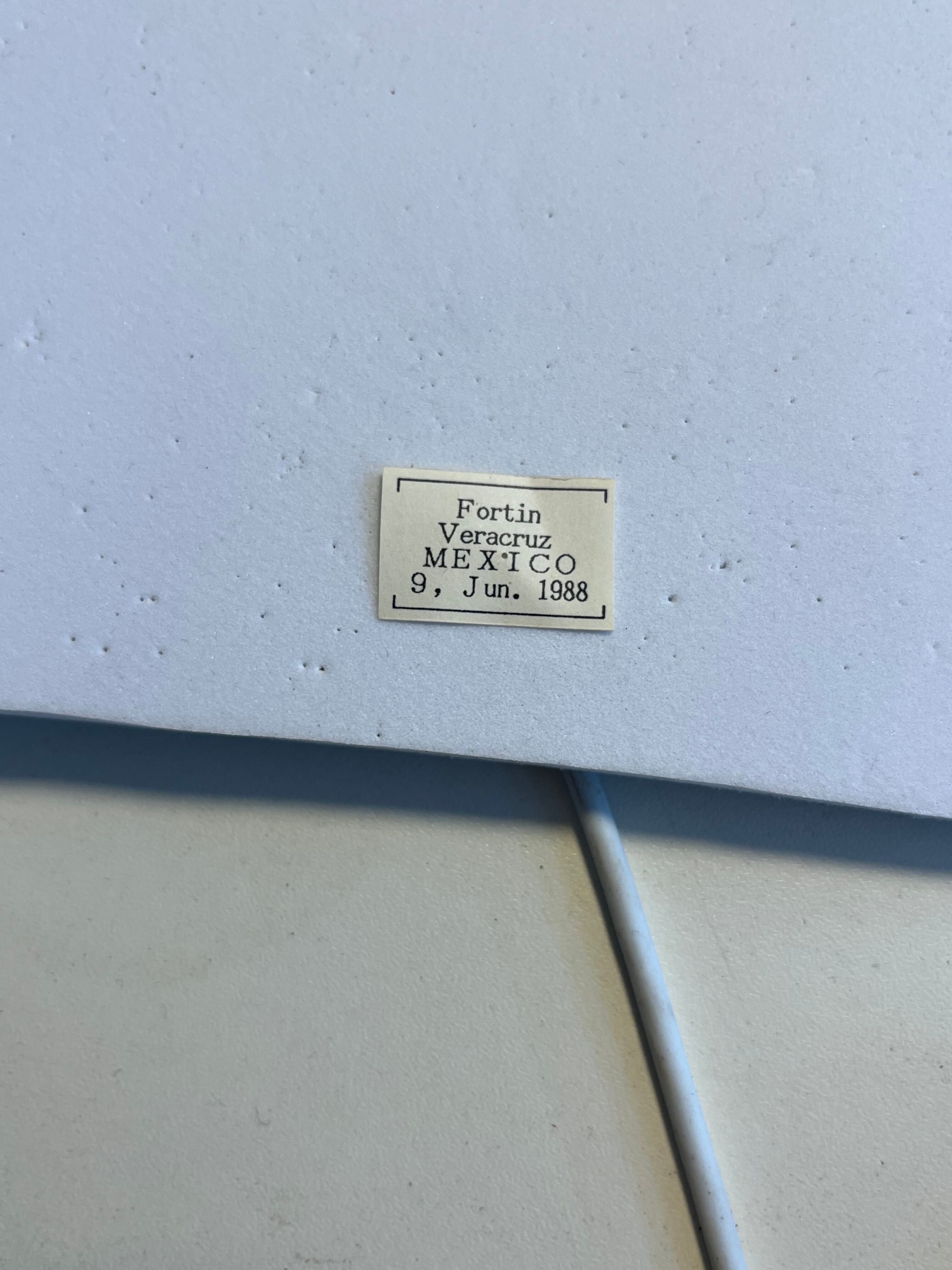 年代物】オオアゴヘビトンボ 産 奇蟲 タランチュラ ムカデ 標本 昆虫