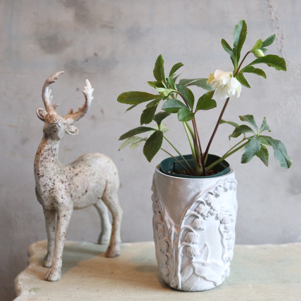 クリスマスローズ　 ハイブリッド八重咲き　ホワイト　宿根草　庭、花壇にオススメ　寒さに強い　切花にも使える　