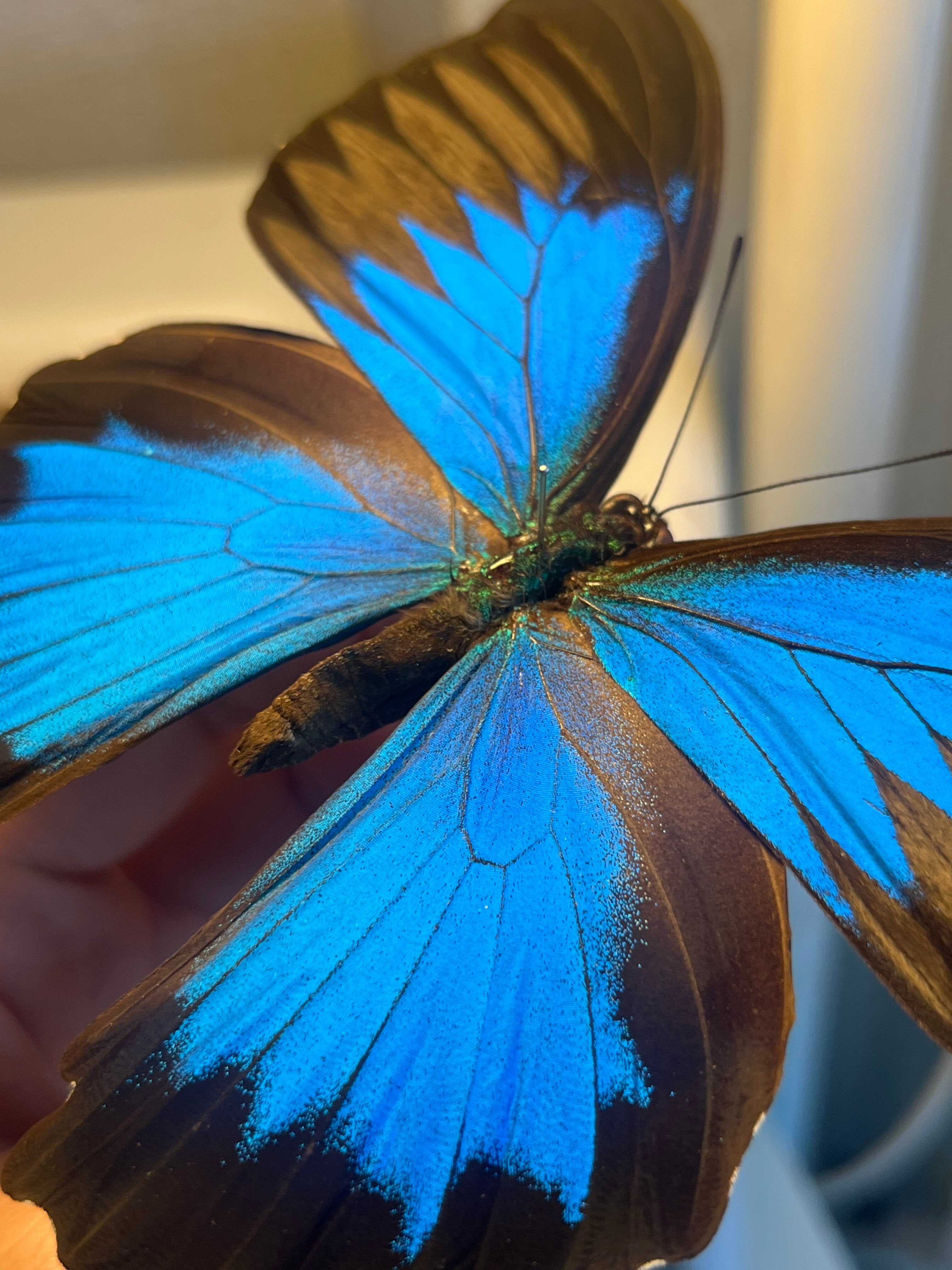 オオルリアゲハ Achillides ulysses 標本 蝶 外国産蝶標本 モルフォ