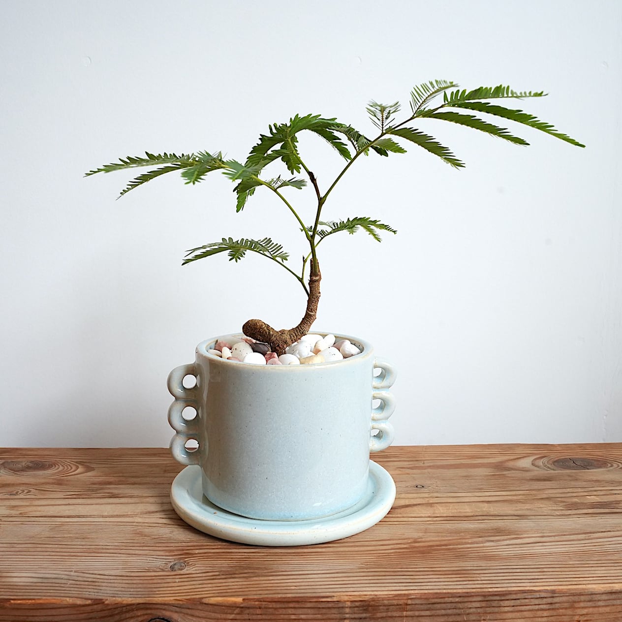 送料込み】観葉植物 エバーフレッシュ 曲がり仕立て 4号サイズ 陶器鉢