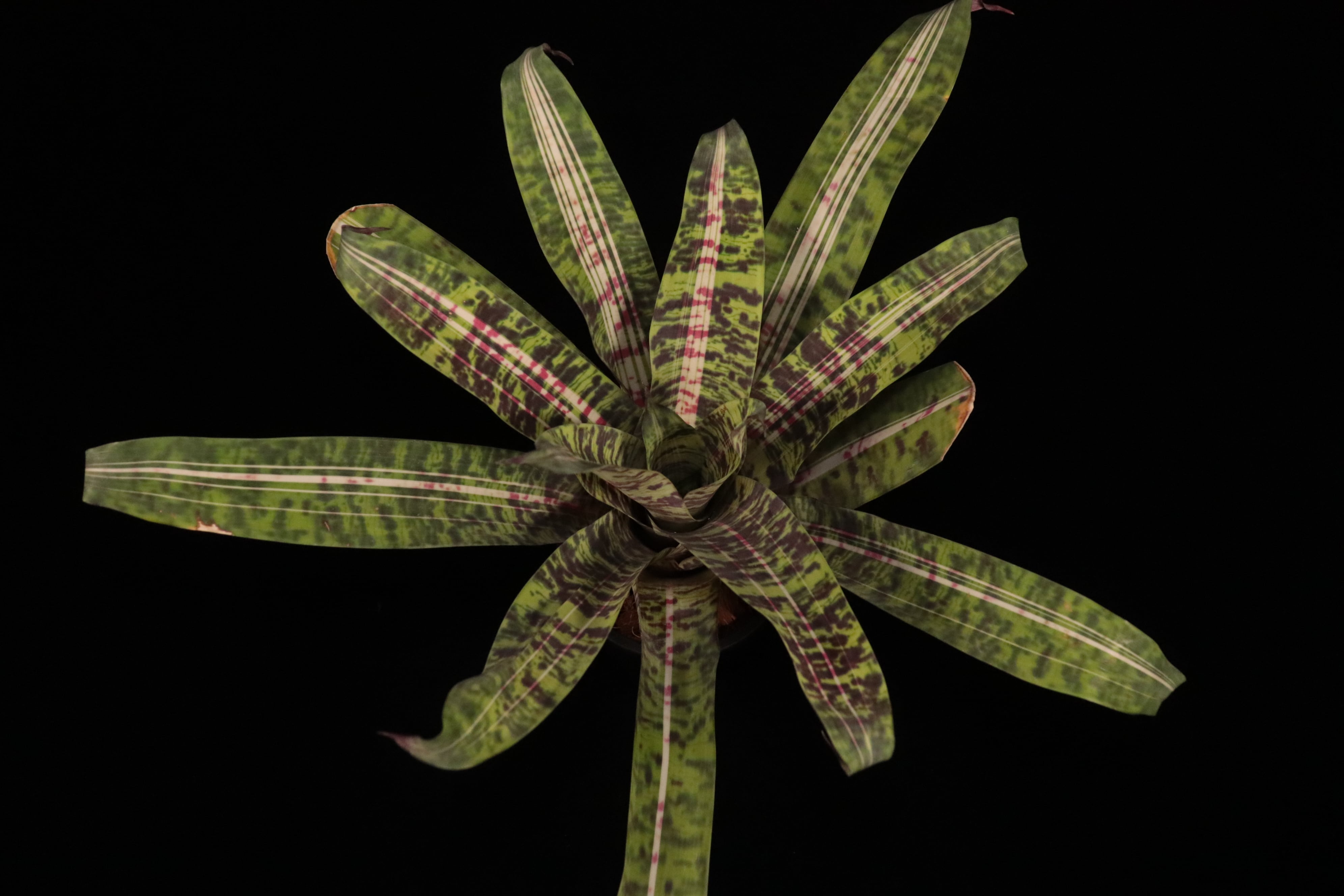 送料無料】Vriesea 'Josefa Leon'〔フリーセア〕現品発送V0112 | plane