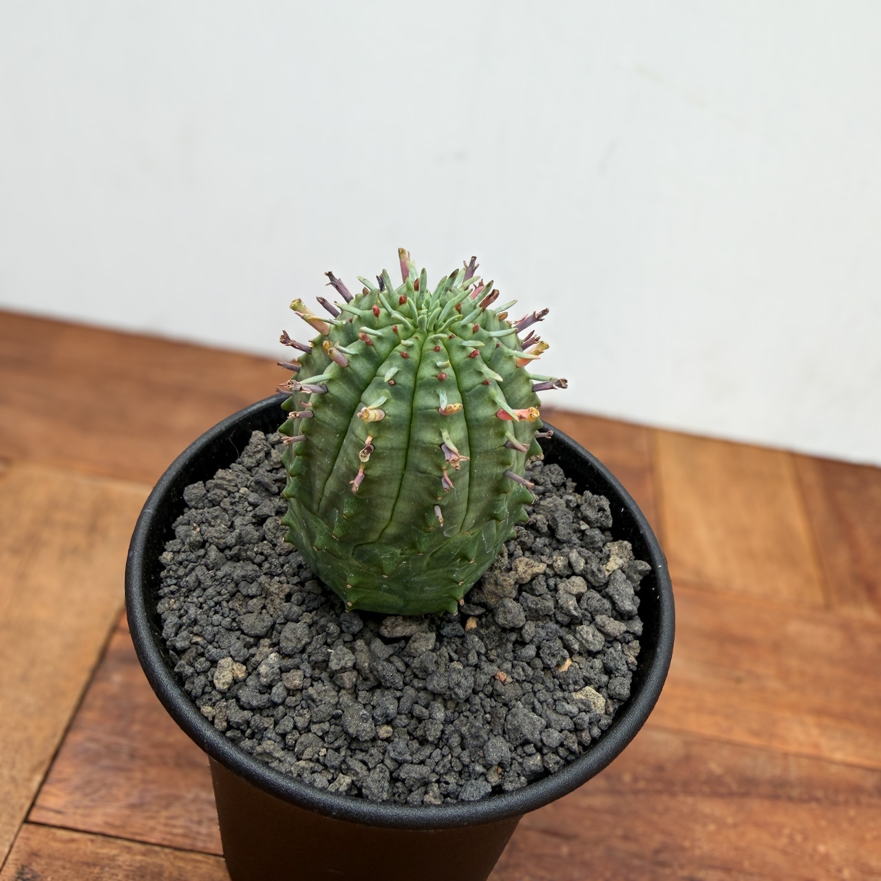 Euphorbia obesa×stellispina【ユーフォルビア・オベサ群星冠】