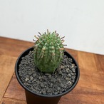 Euphorbia obesa×stellispina【ユーフォルビア・オベサ群星冠】