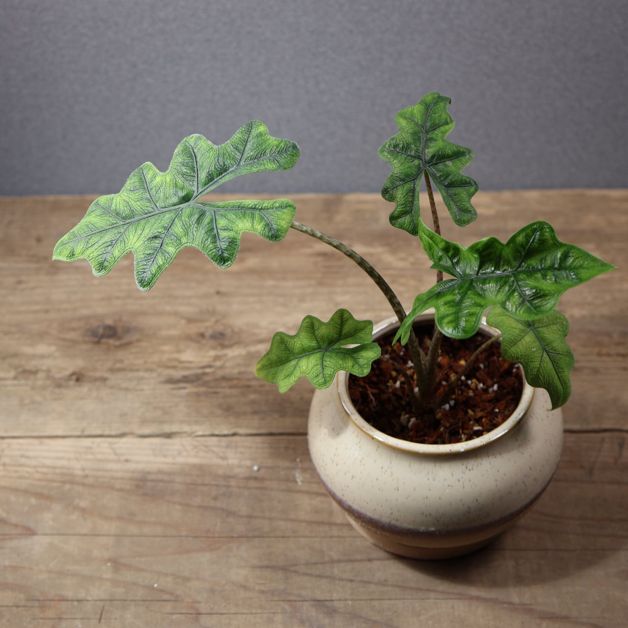 i*a様 観葉植物 大株 アロカシア ジャクリン ジャックリン 779『アロカシア ジャックリン 陶器鉢』観葉植物【送料無料】 | MARX