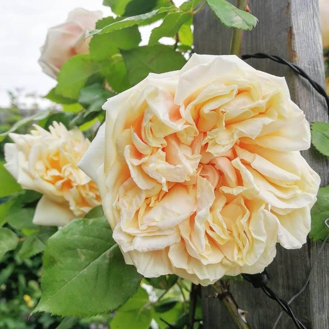 グロワール ドゥ ディジョン