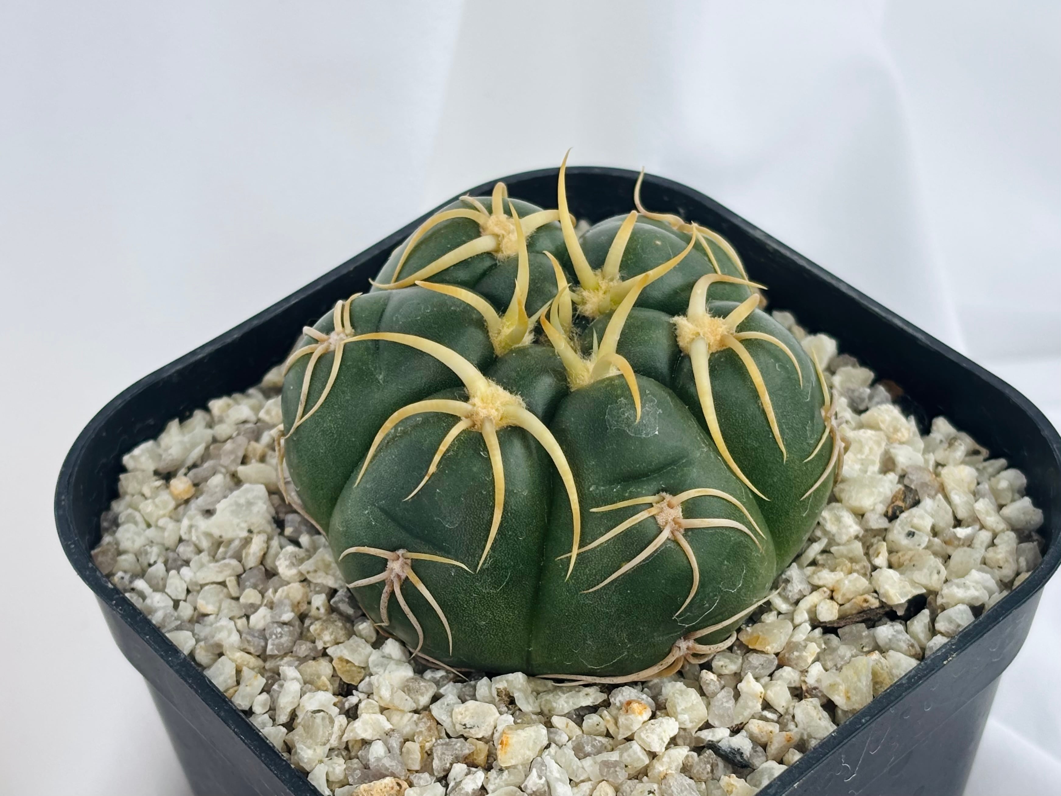 海 王丸 サボテン Gymnocalycium denudatum ギムノカリキウム 海王丸